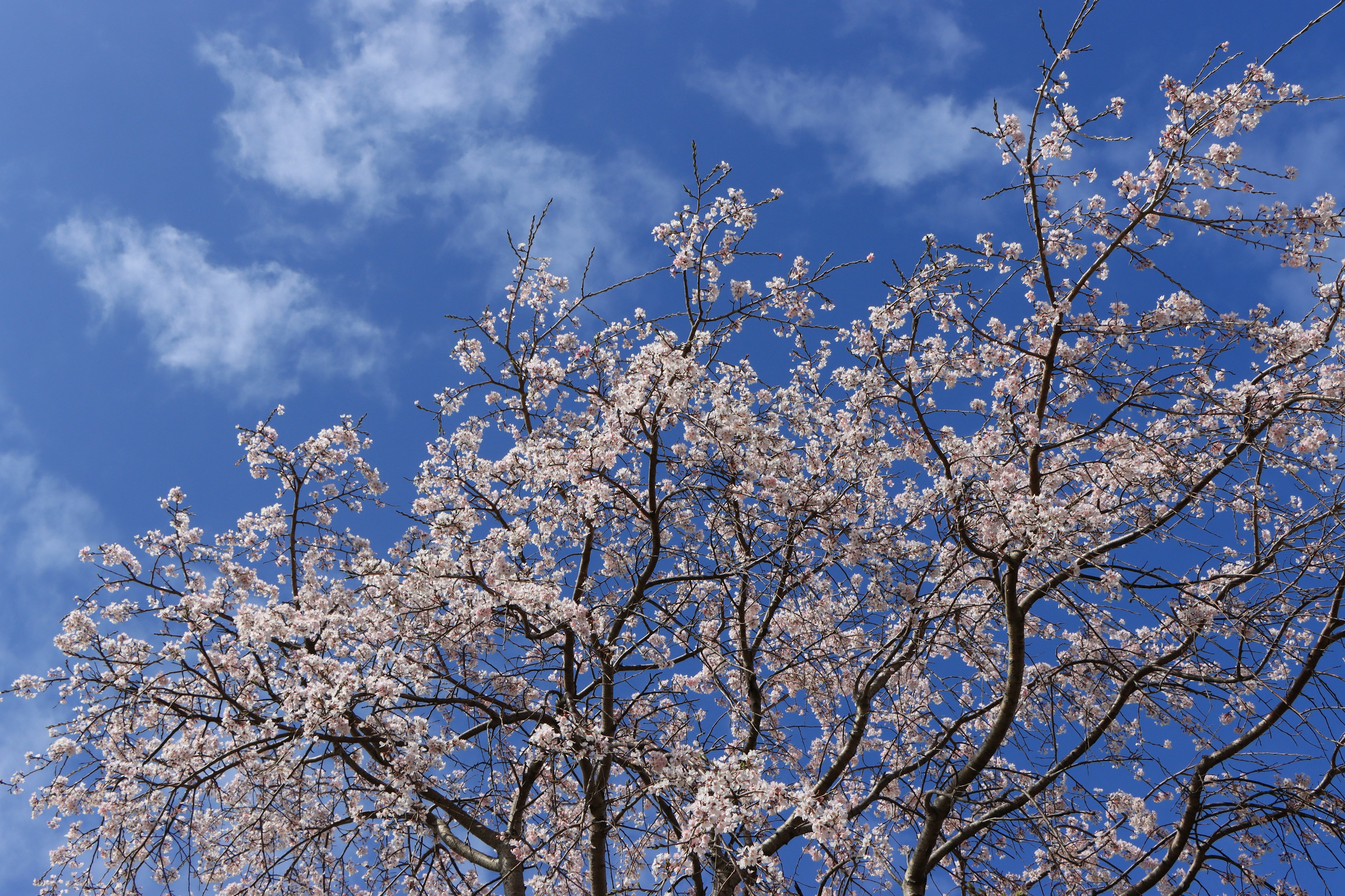 Árbol de cerezo en plena floración contra un cielo azul