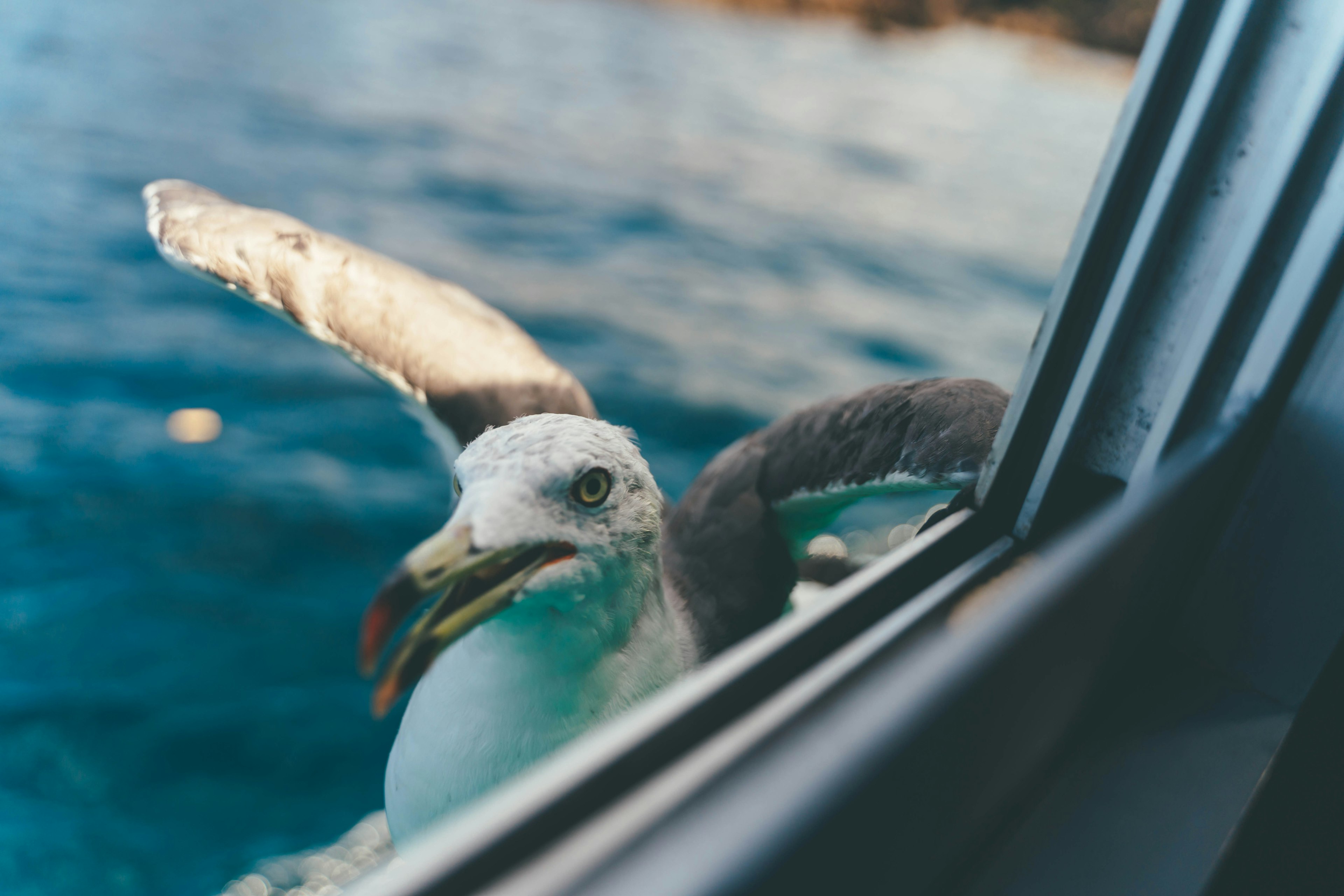 Seagull leaning against a window near the ocean