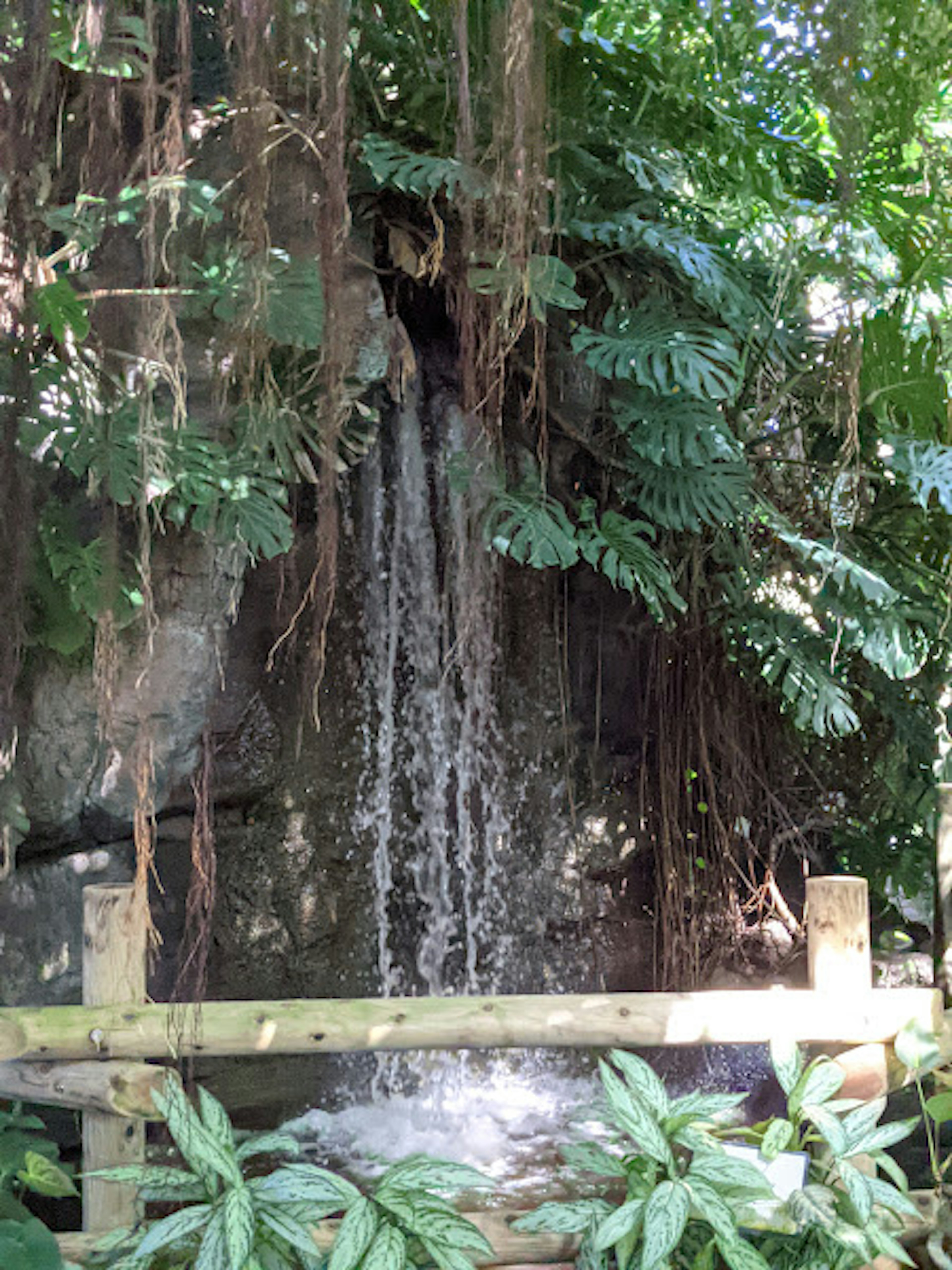 緑豊かな植物に囲まれた滝の画像 水が岩から流れ落ちている