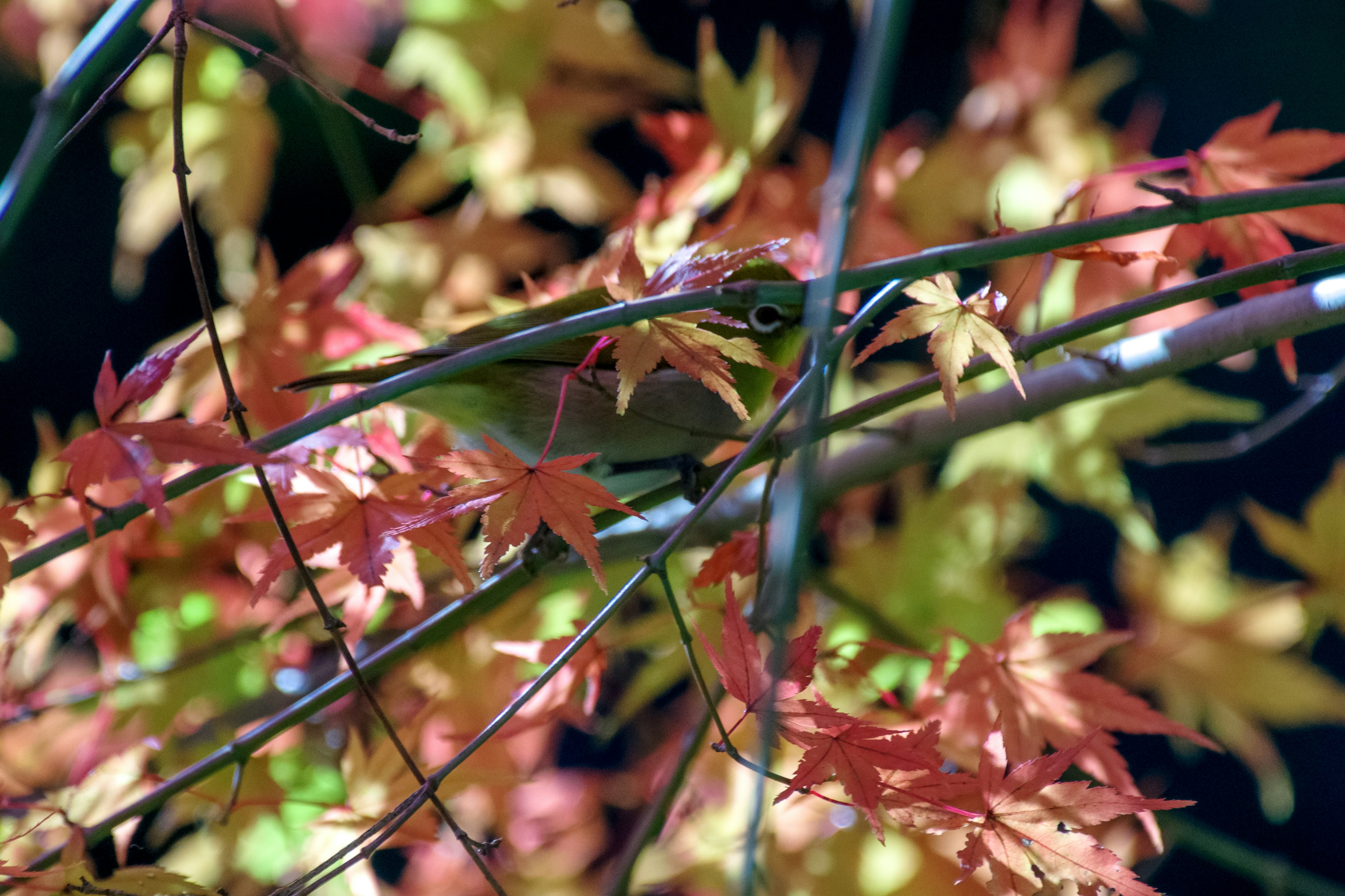 秋の紅葉に隠れた小鳥の姿