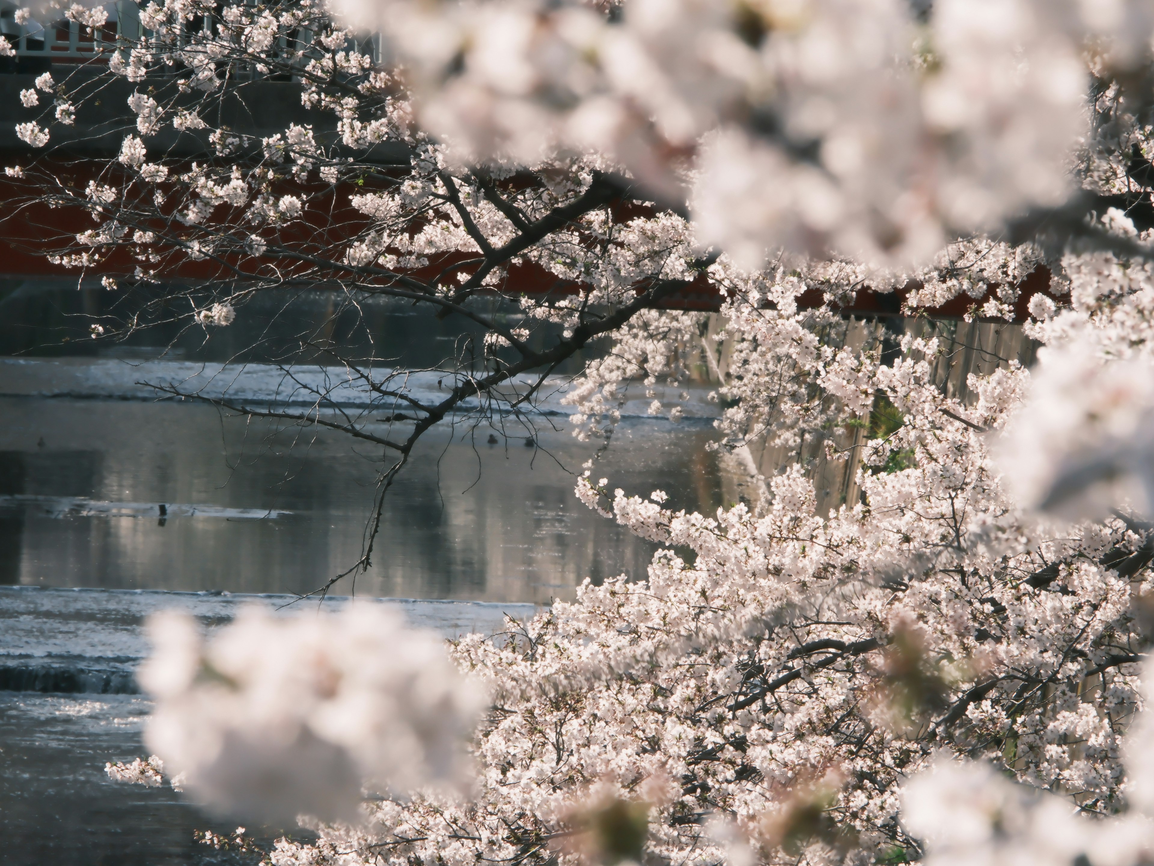 Un paisaje con cerezos en flor cerca de un cuerpo de agua sereno