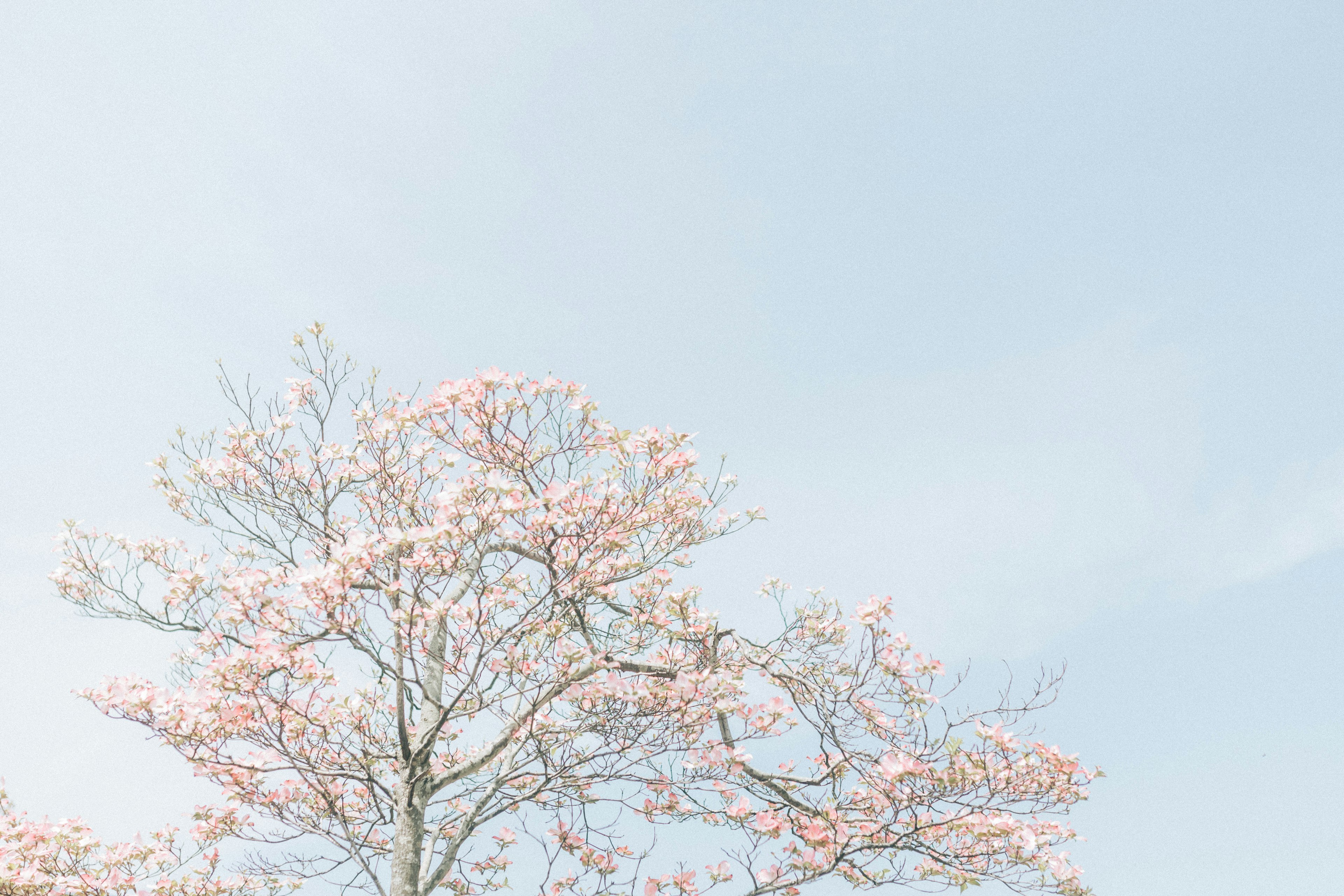 Tree with light pink flowers under a blue sky