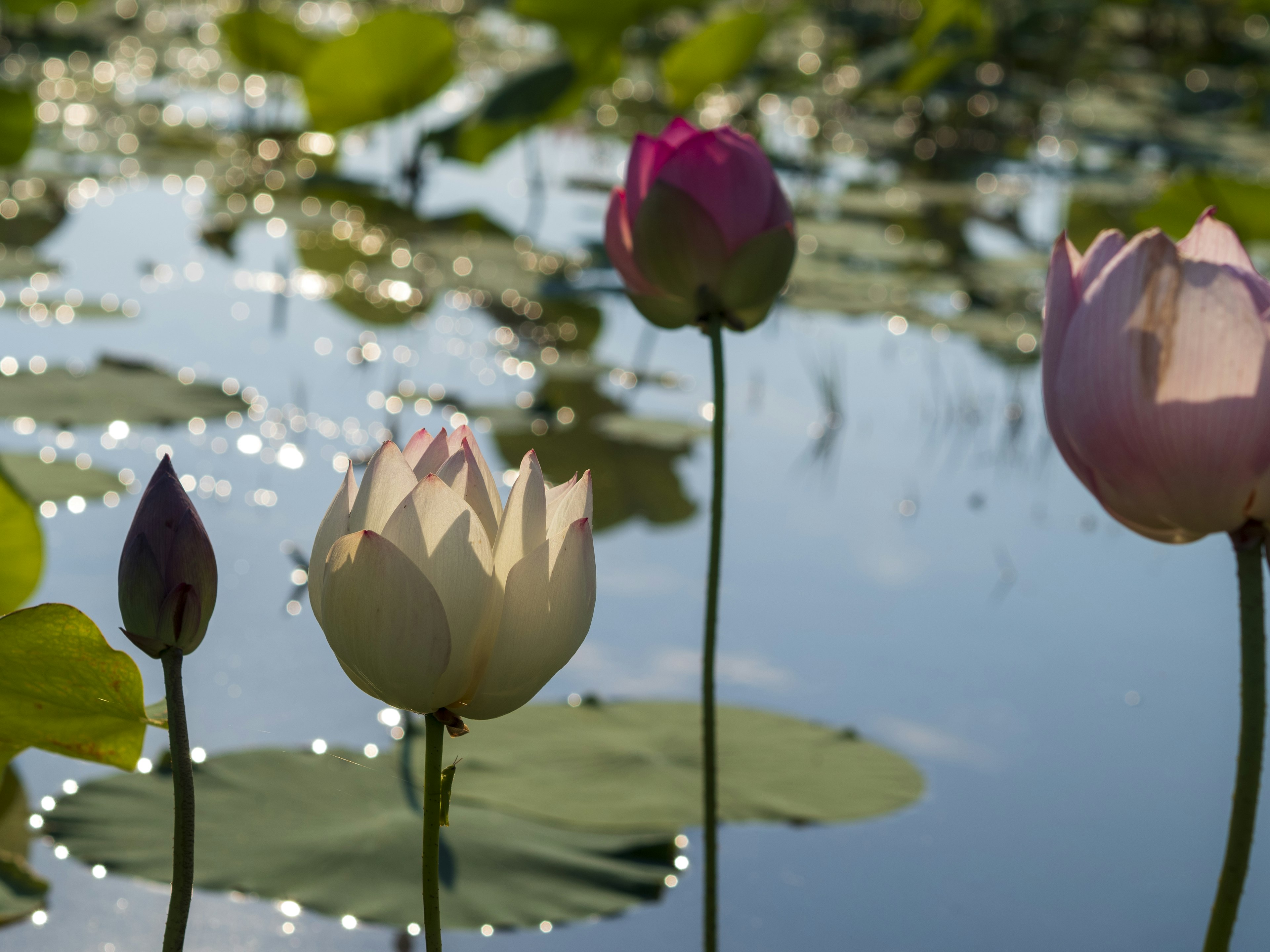 Hermosas flores de loto y capullos flotando en la superficie del agua