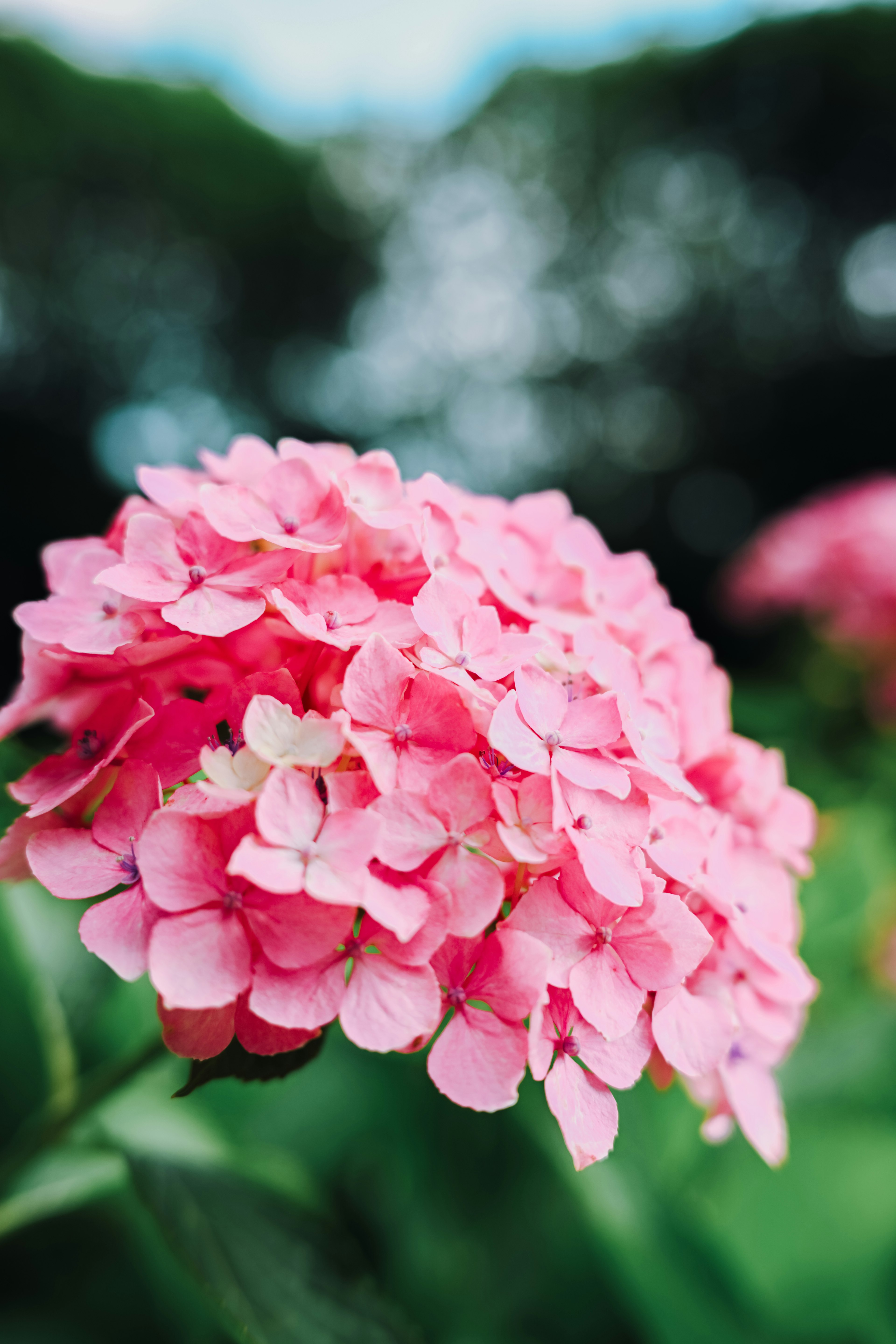 Vibrant pink hydrangea flower blooming among green leaves