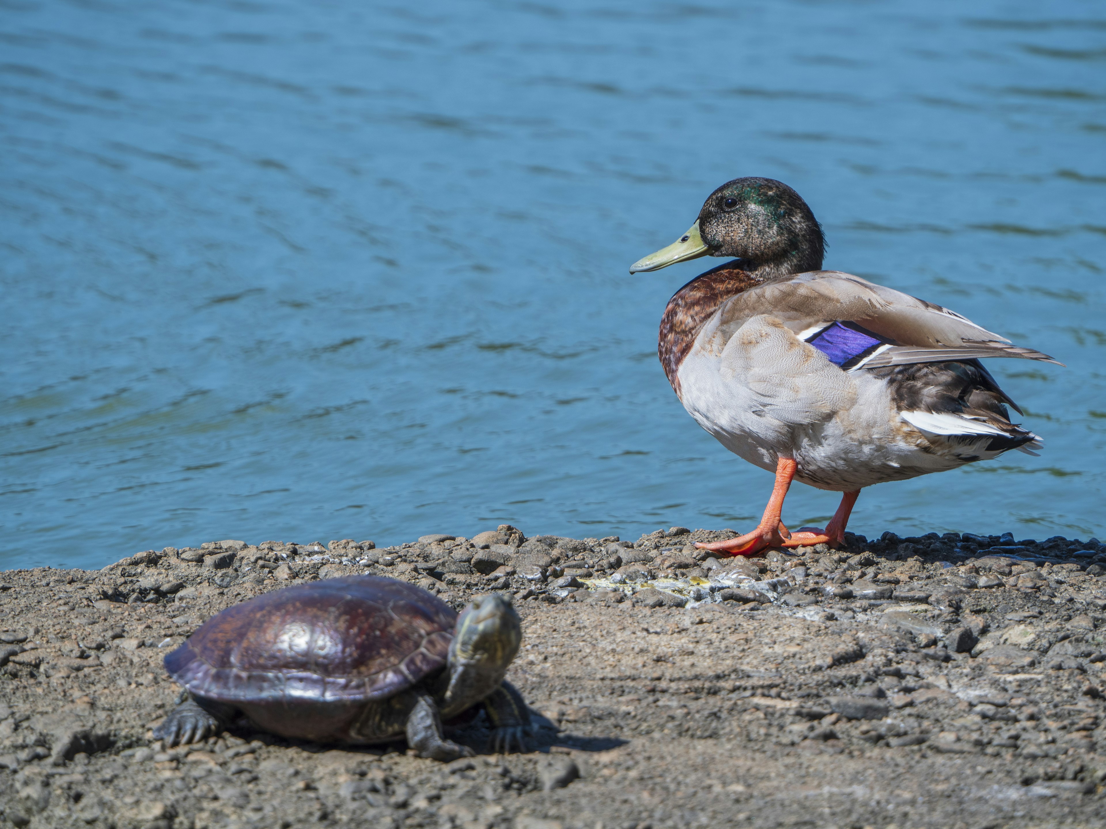 A duck and a turtle by the water's edge