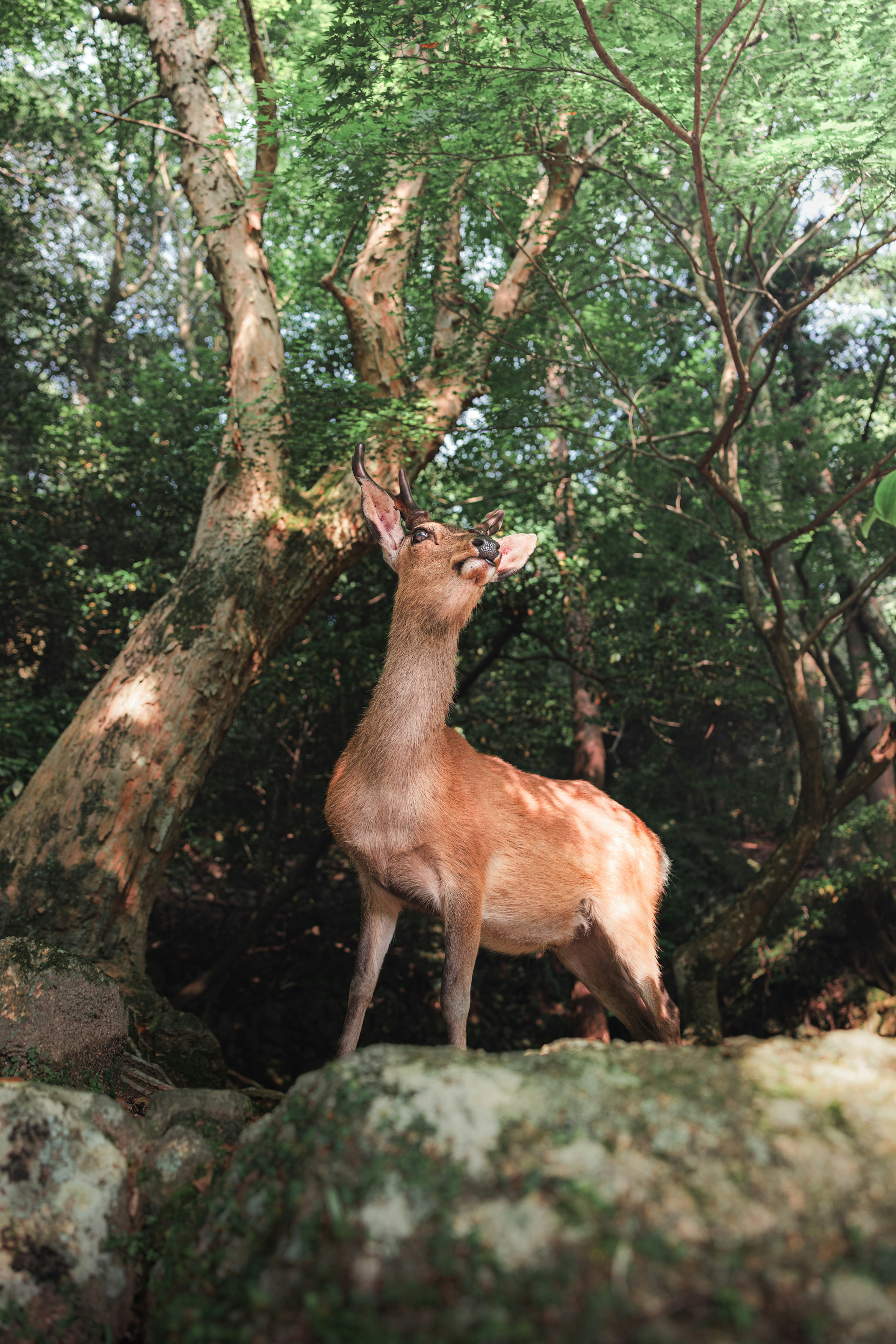 Seekor rusa berdiri di atas batu di lingkungan hutan yang subur