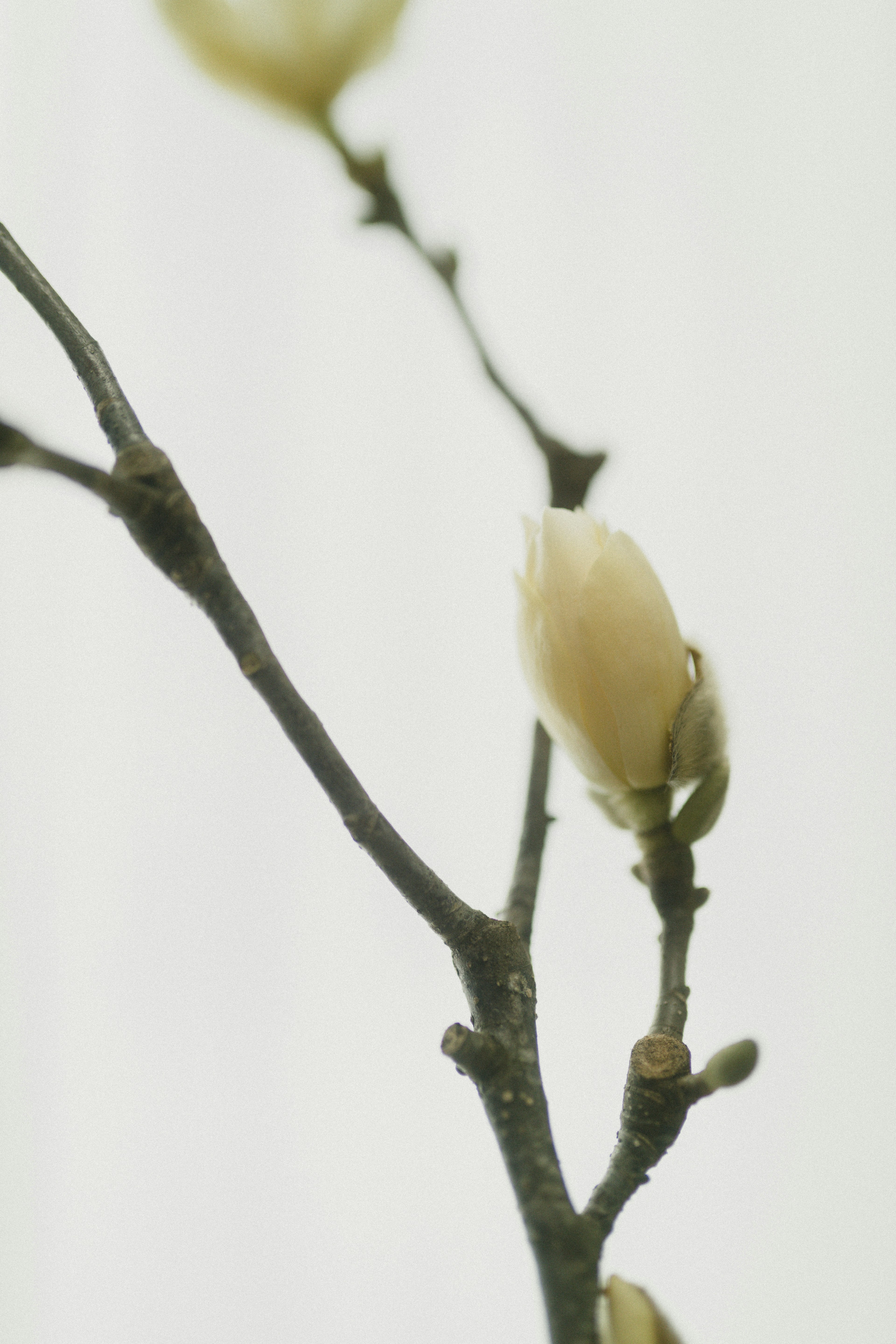 Close-up of a branch with soft white flower buds against a white background