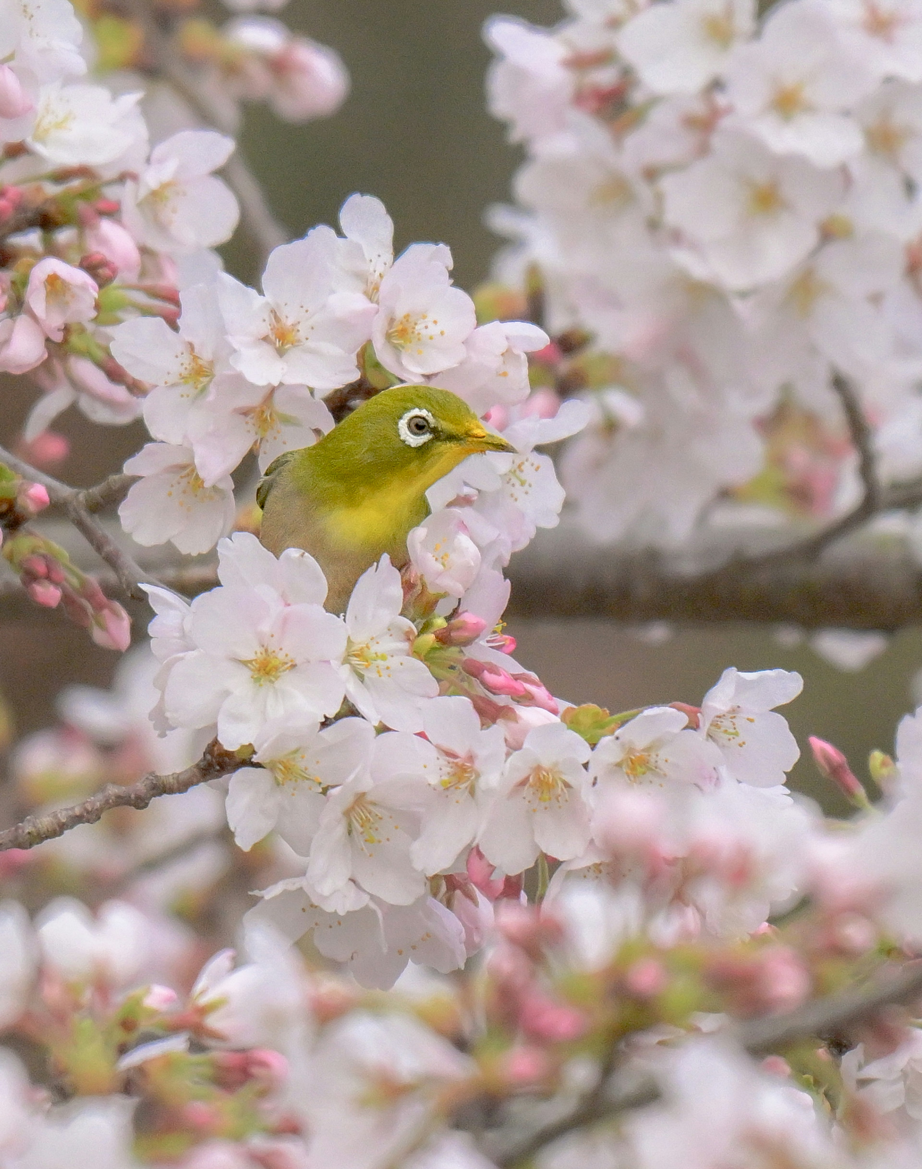 Un petit oiseau jaune blotti parmi les fleurs de cerisier