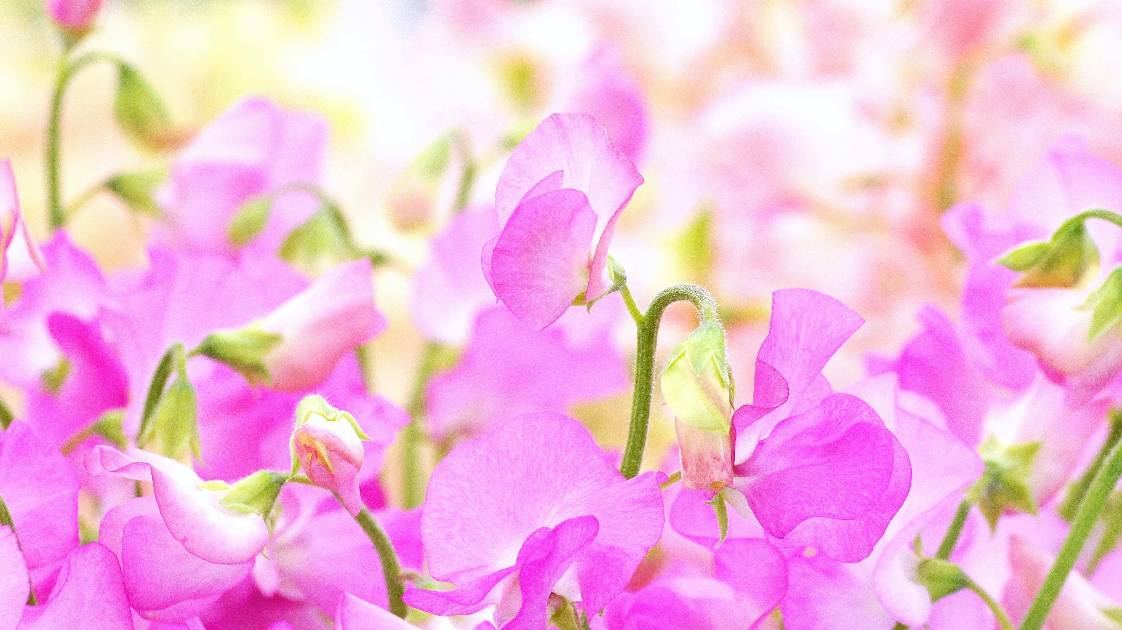 Fiori di pisello dolce rosa vibrante in fiore su uno sfondo morbido