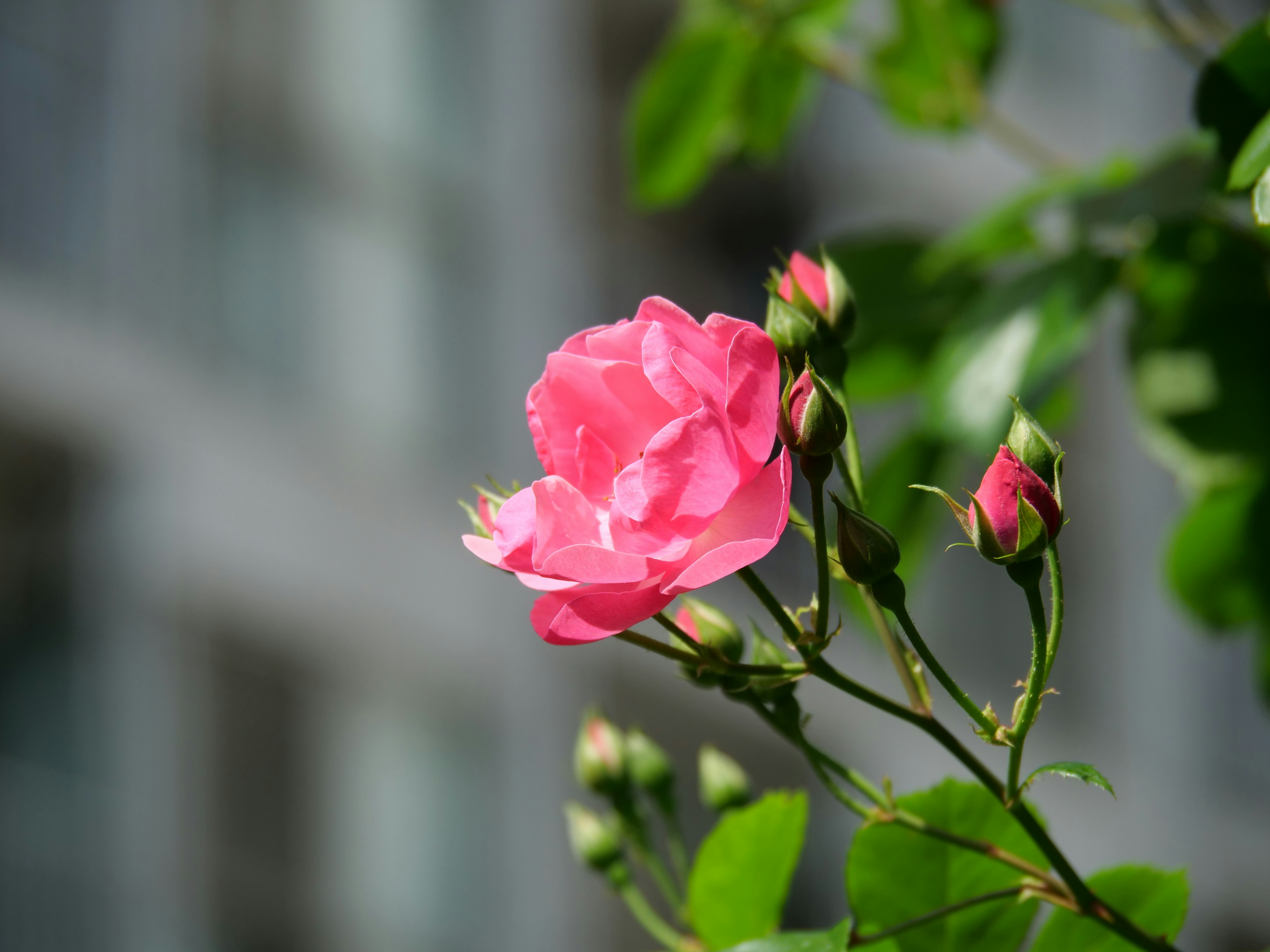 Una rosa rosa vivace con boccioli circondata da foglie verdi