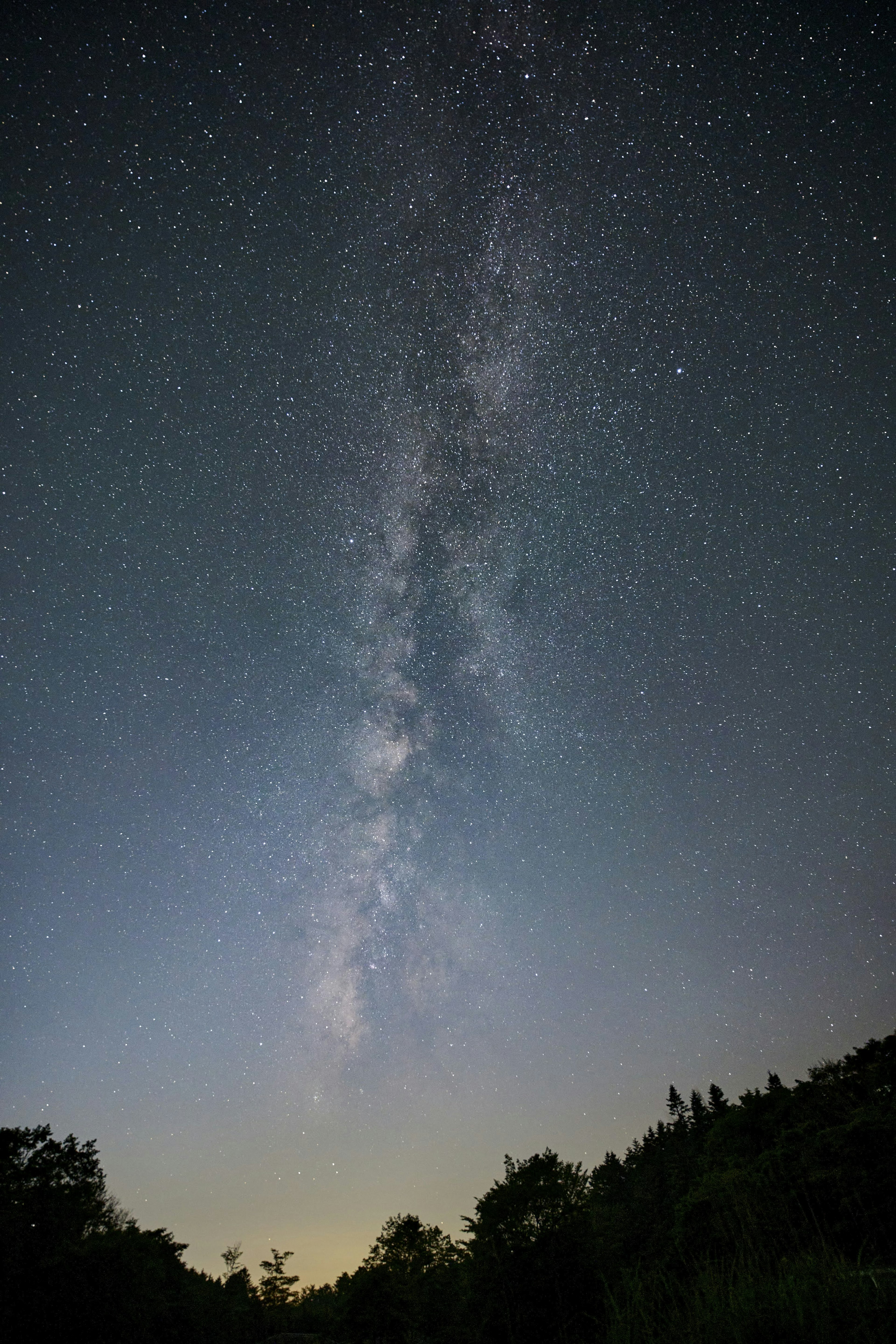 Via Lattea visibile in un cielo stellato con alberi in silhouette