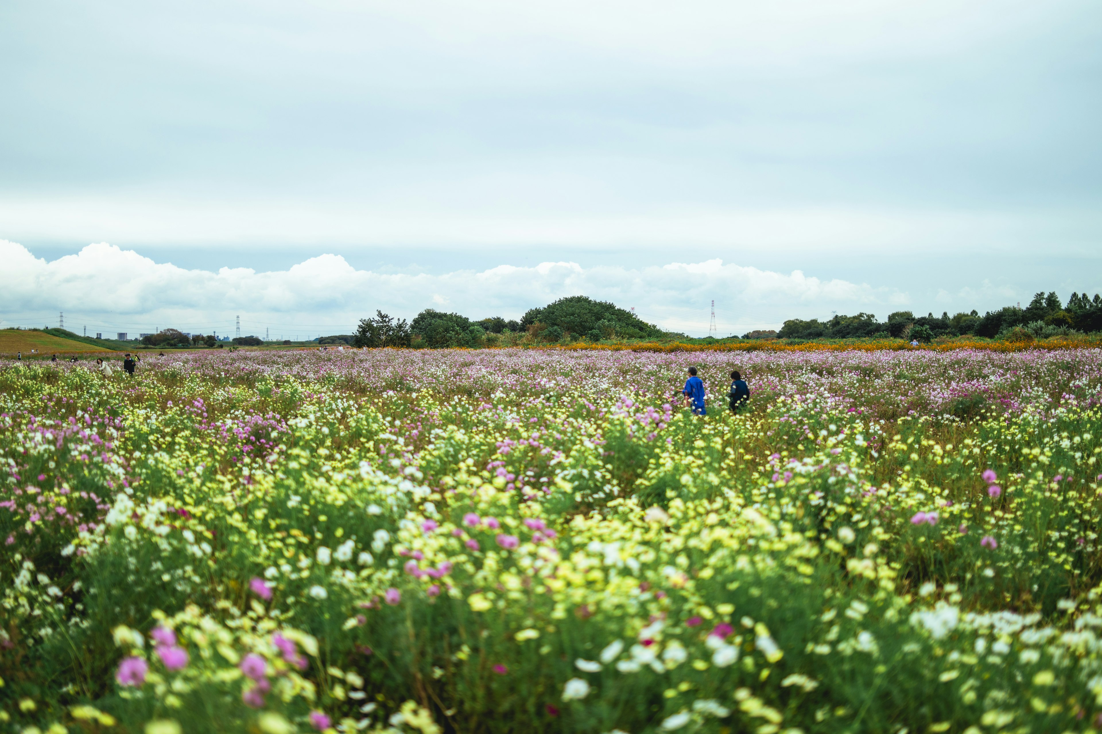 広がる花畑の中を歩く二人の人々と青い空