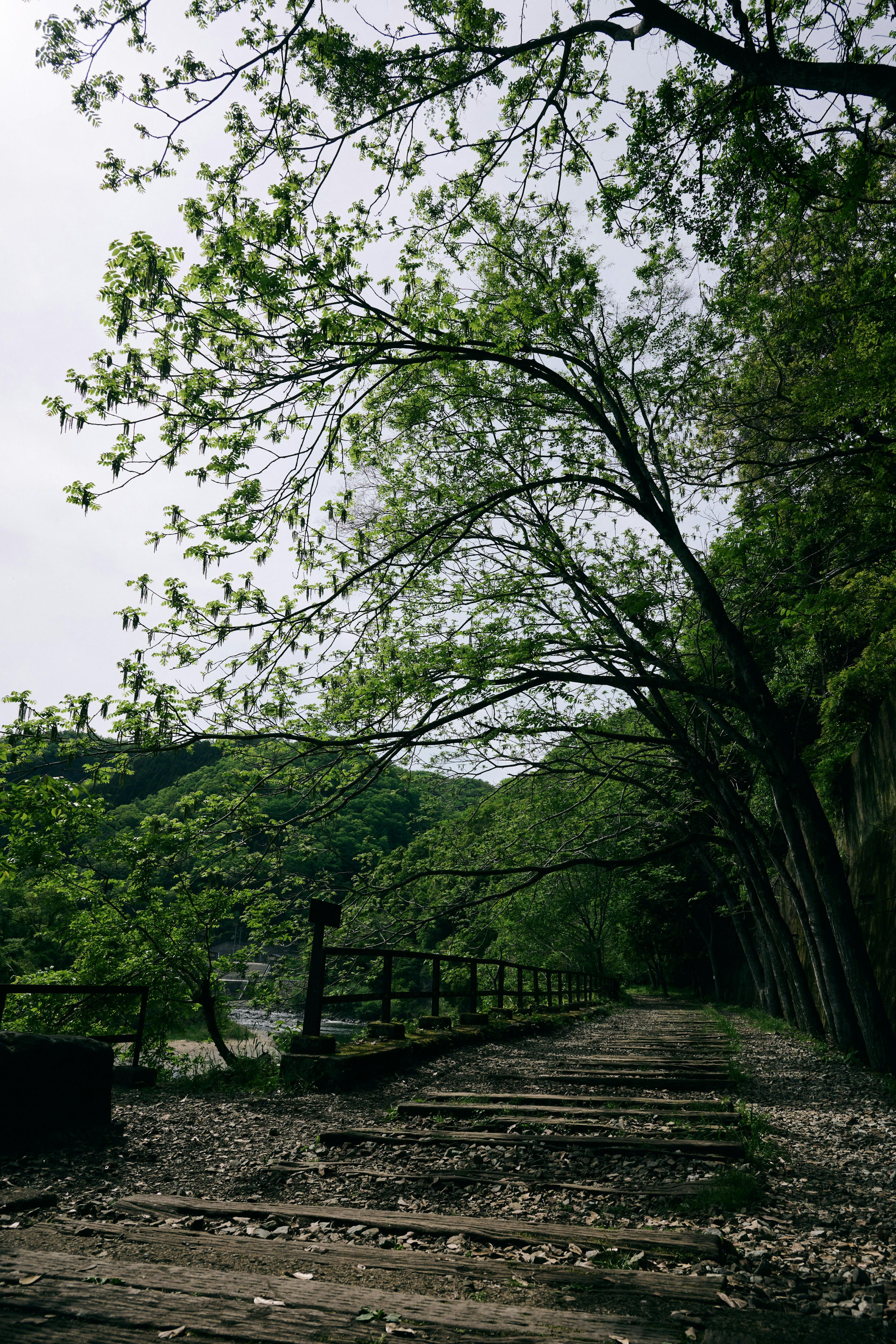 緑豊かな木々が生い茂る線路沿いの景色