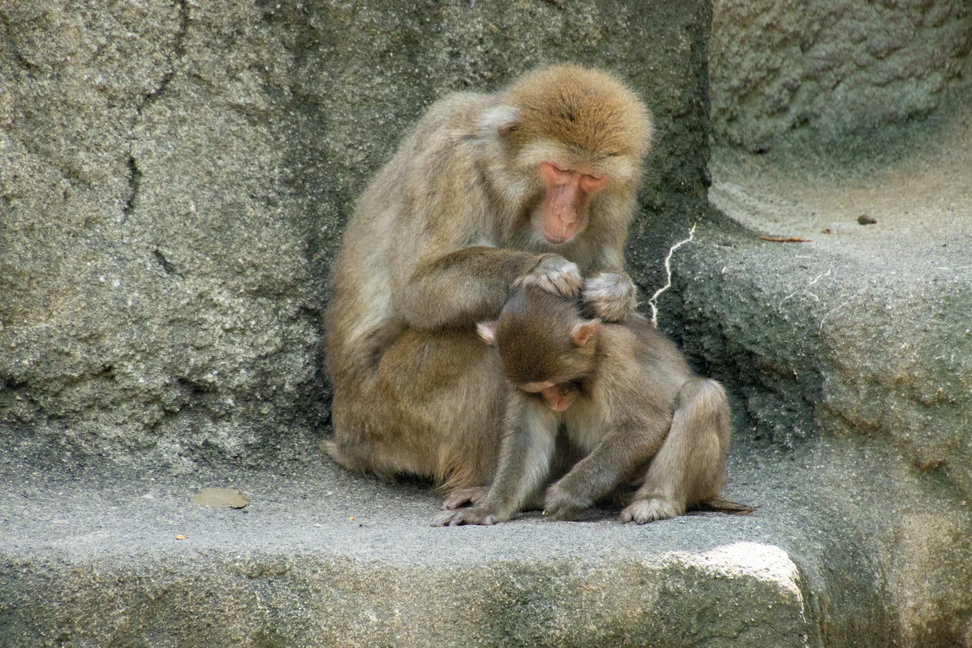 Two monkeys grooming each other on a stone surface