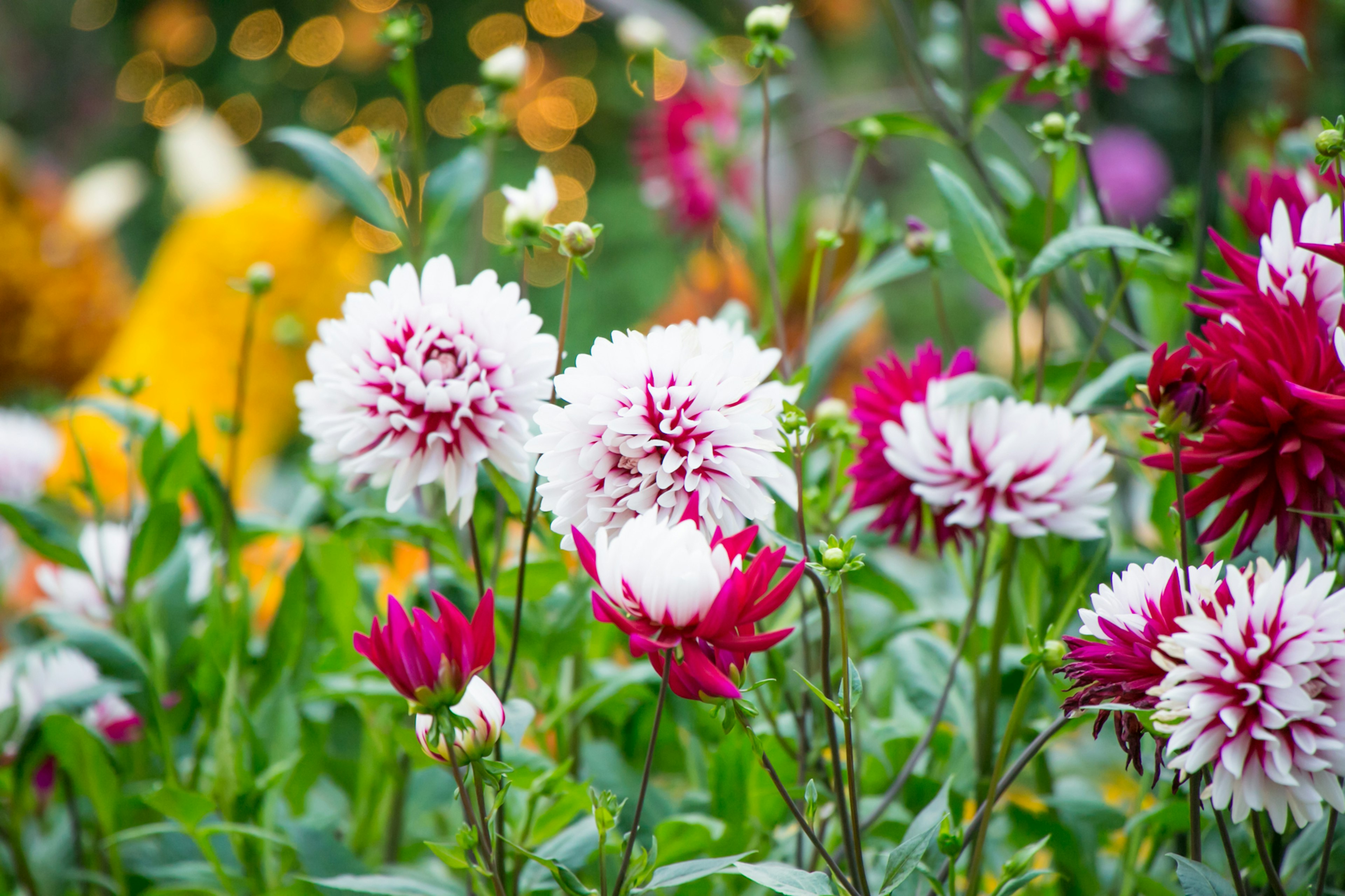 色とりどりのダリアの花が咲いている庭の風景