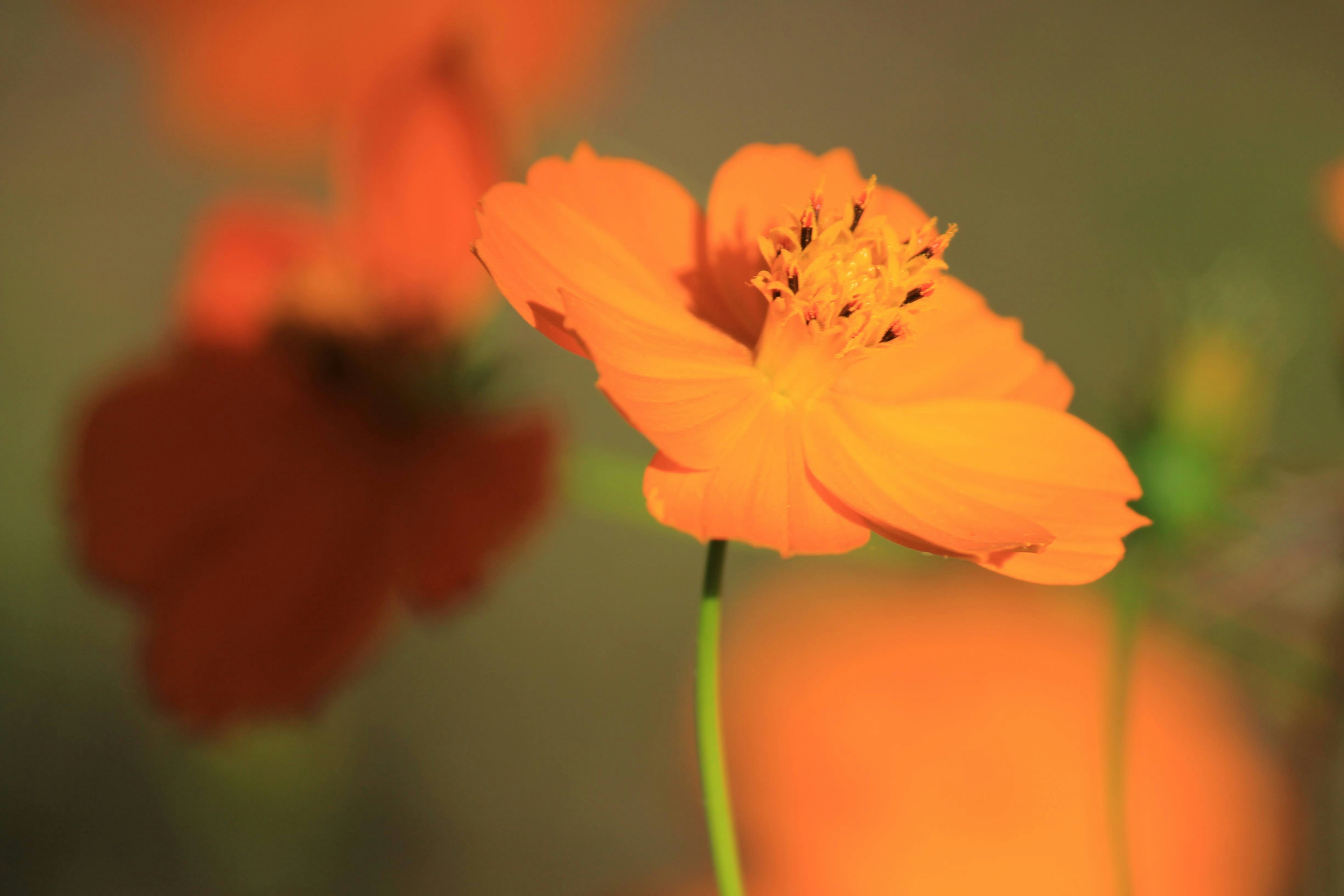 橙色花朵盛開，背景模糊的紅色花朵