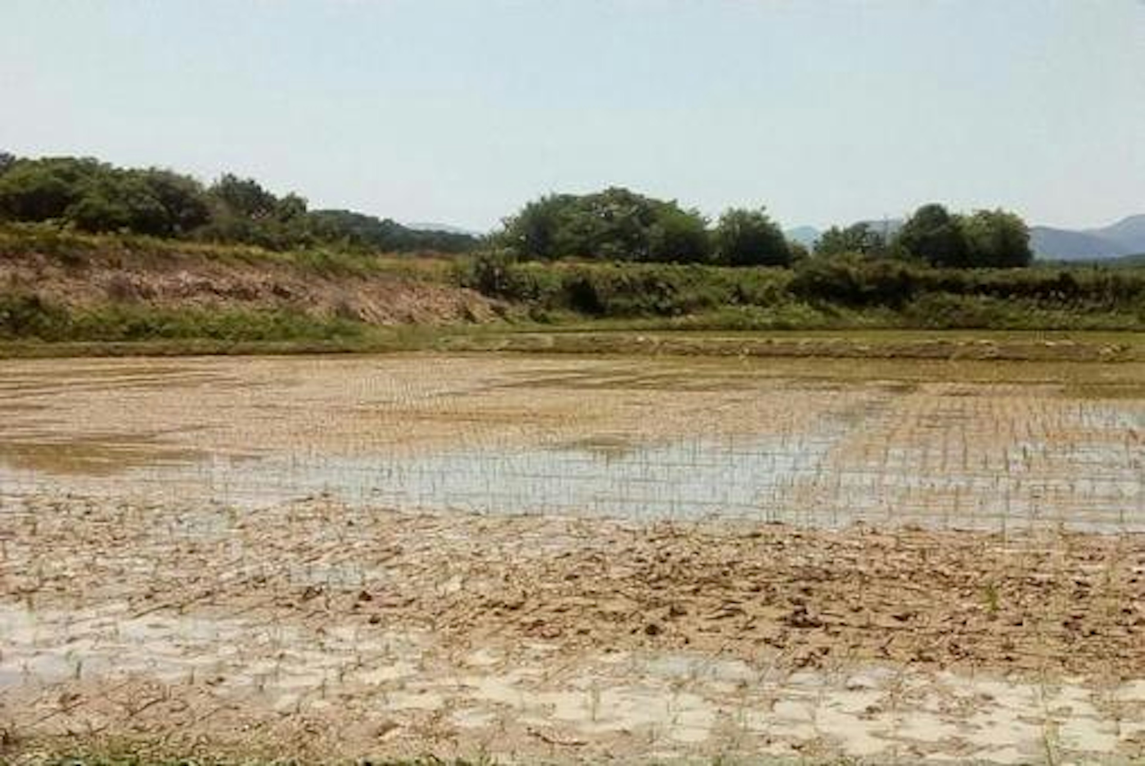 水田の風景と背景の緑の木々