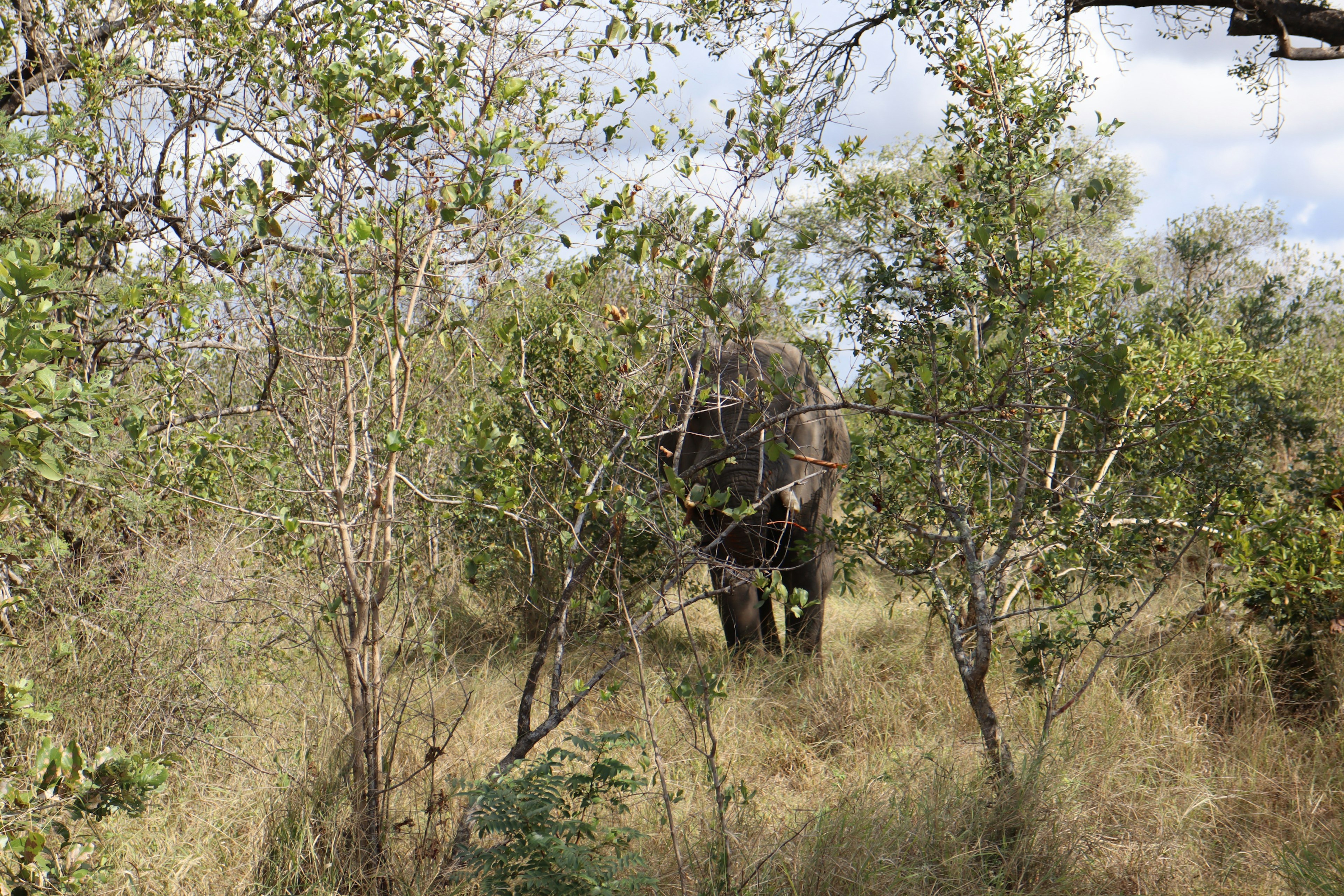 Siluet gajah di area berhutan