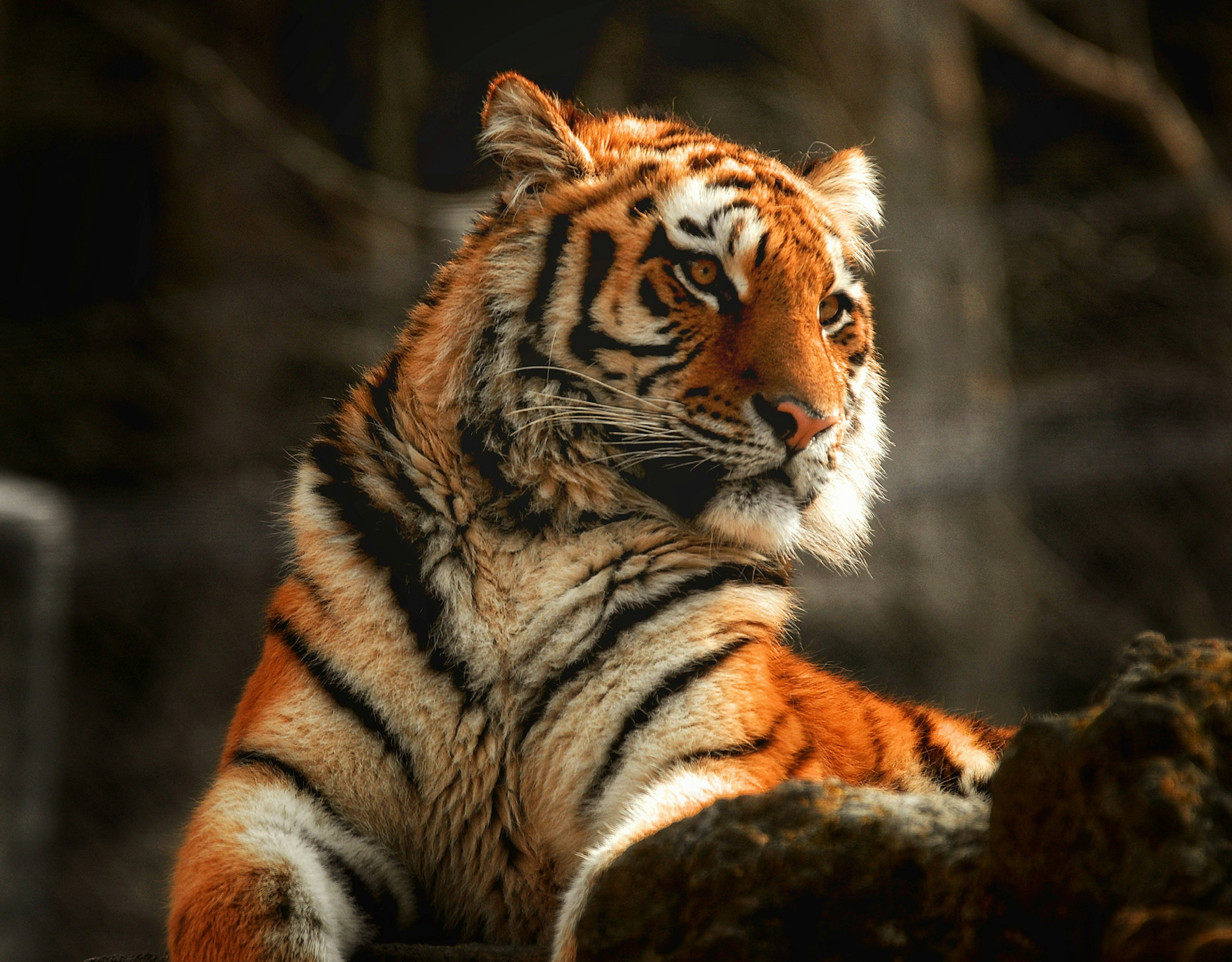 Un bellissimo tigre arancione e nero a strisce che riposa su una roccia