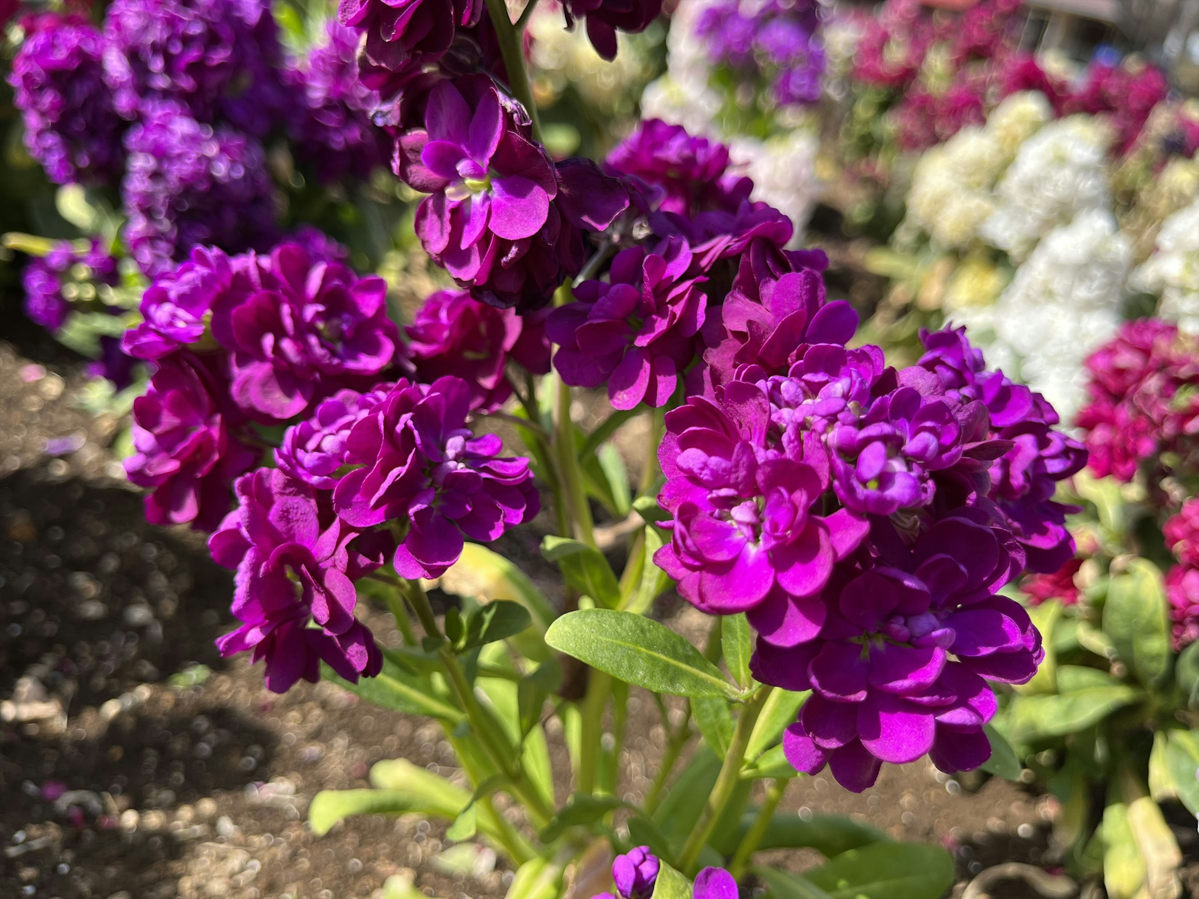 Primer plano de flores moradas vibrantes en plena floración