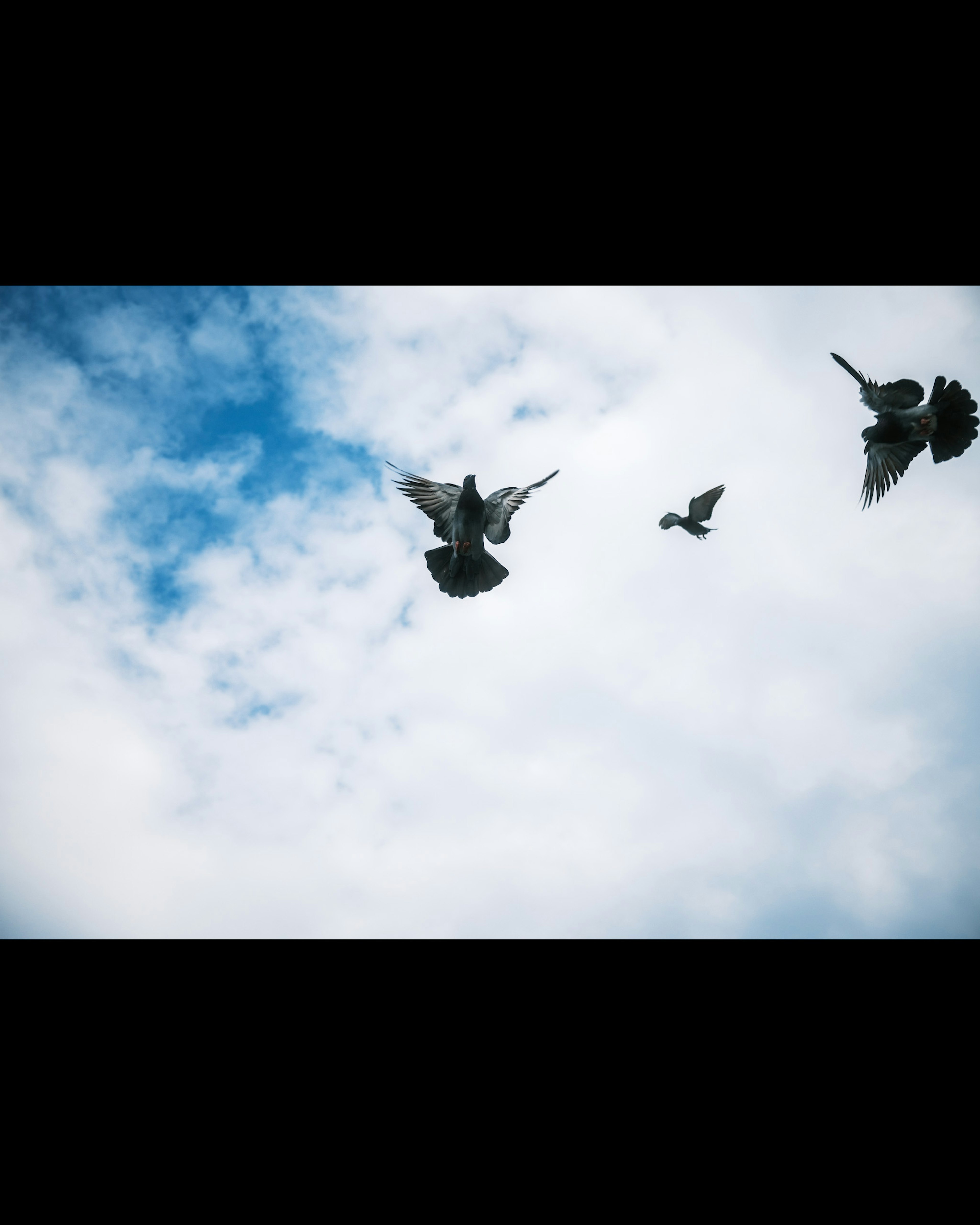 A flock of birds flying against a blue sky