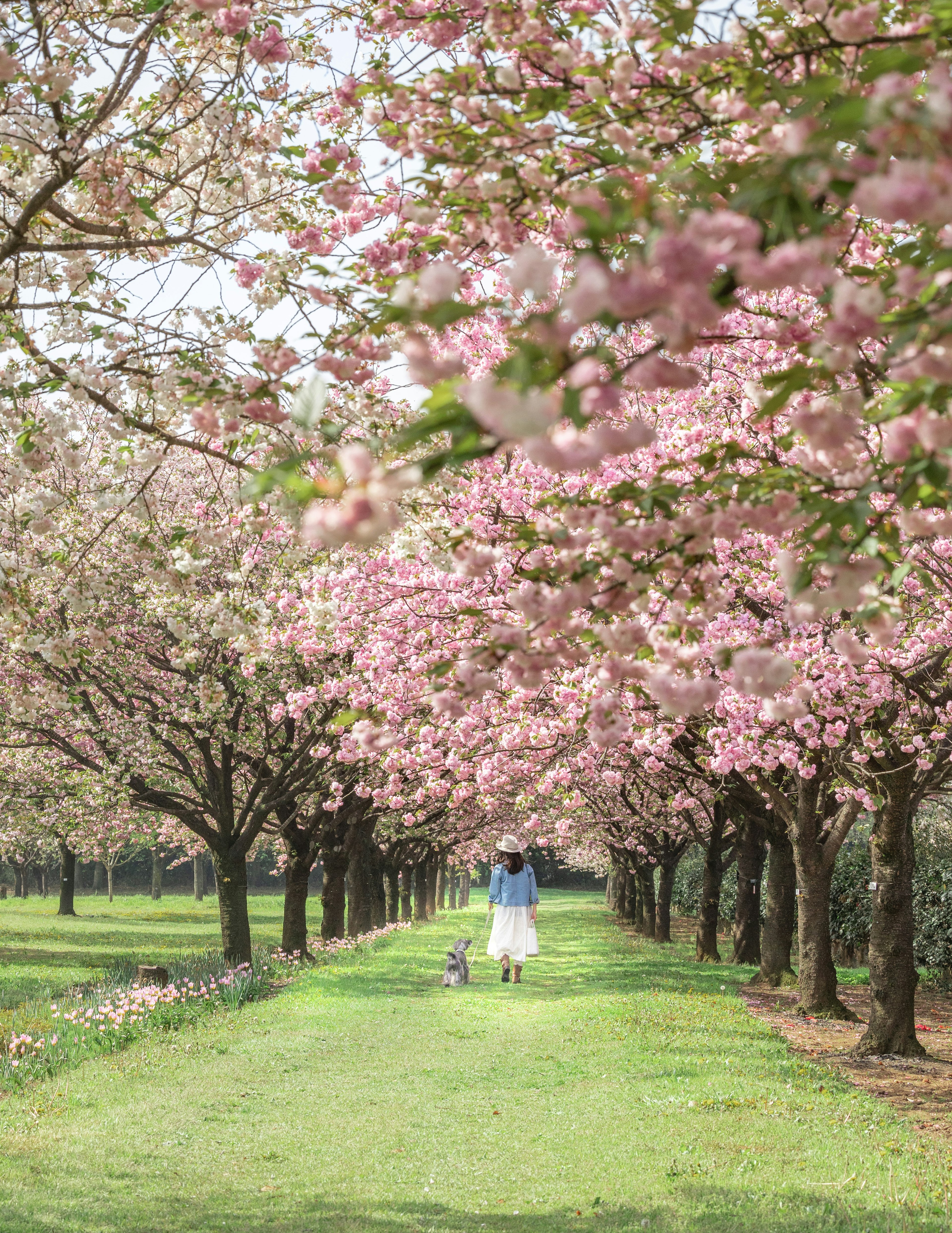 A person walking a dog along a pathway lined with cherry blossom trees