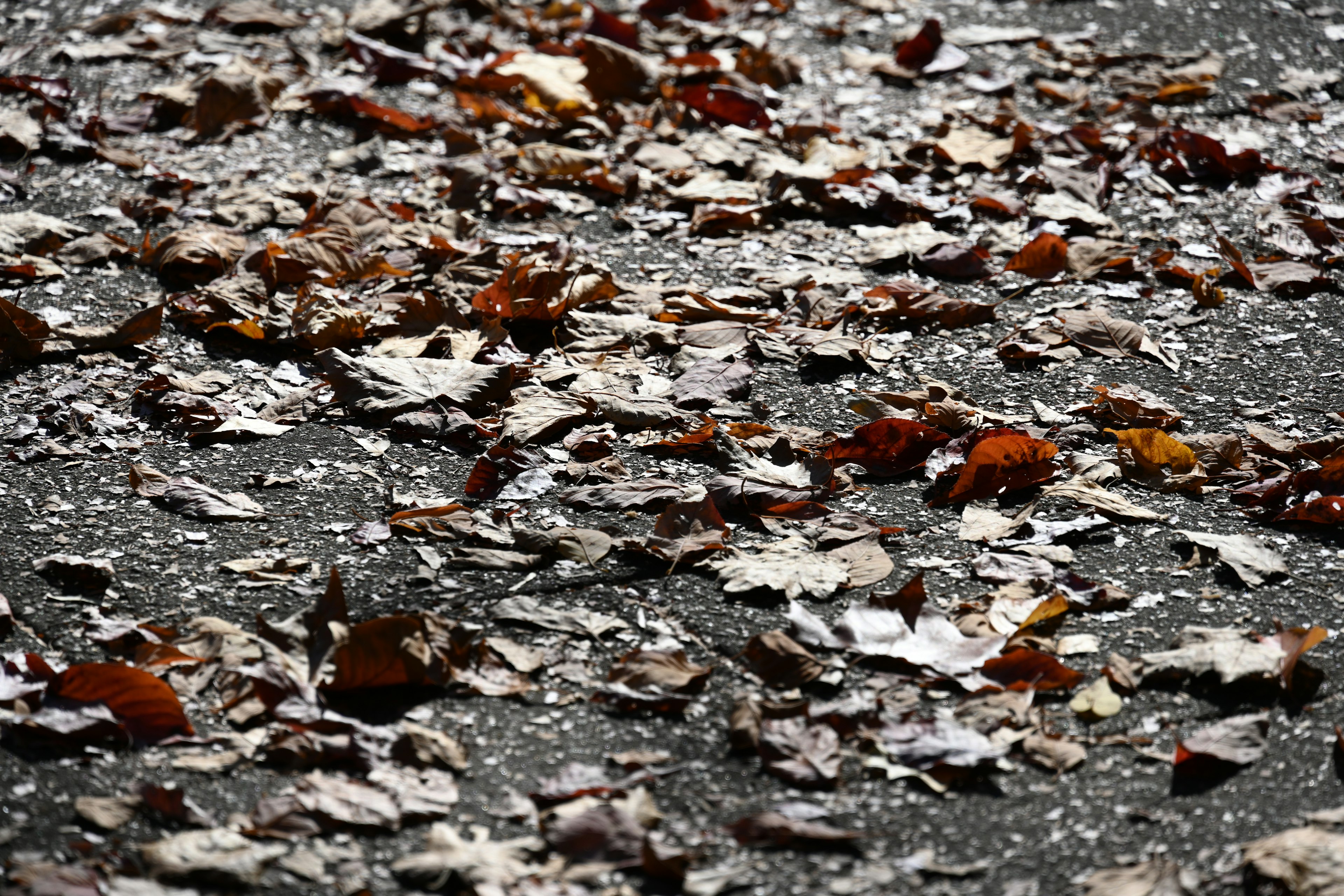 Scattered autumn leaves on a pavement