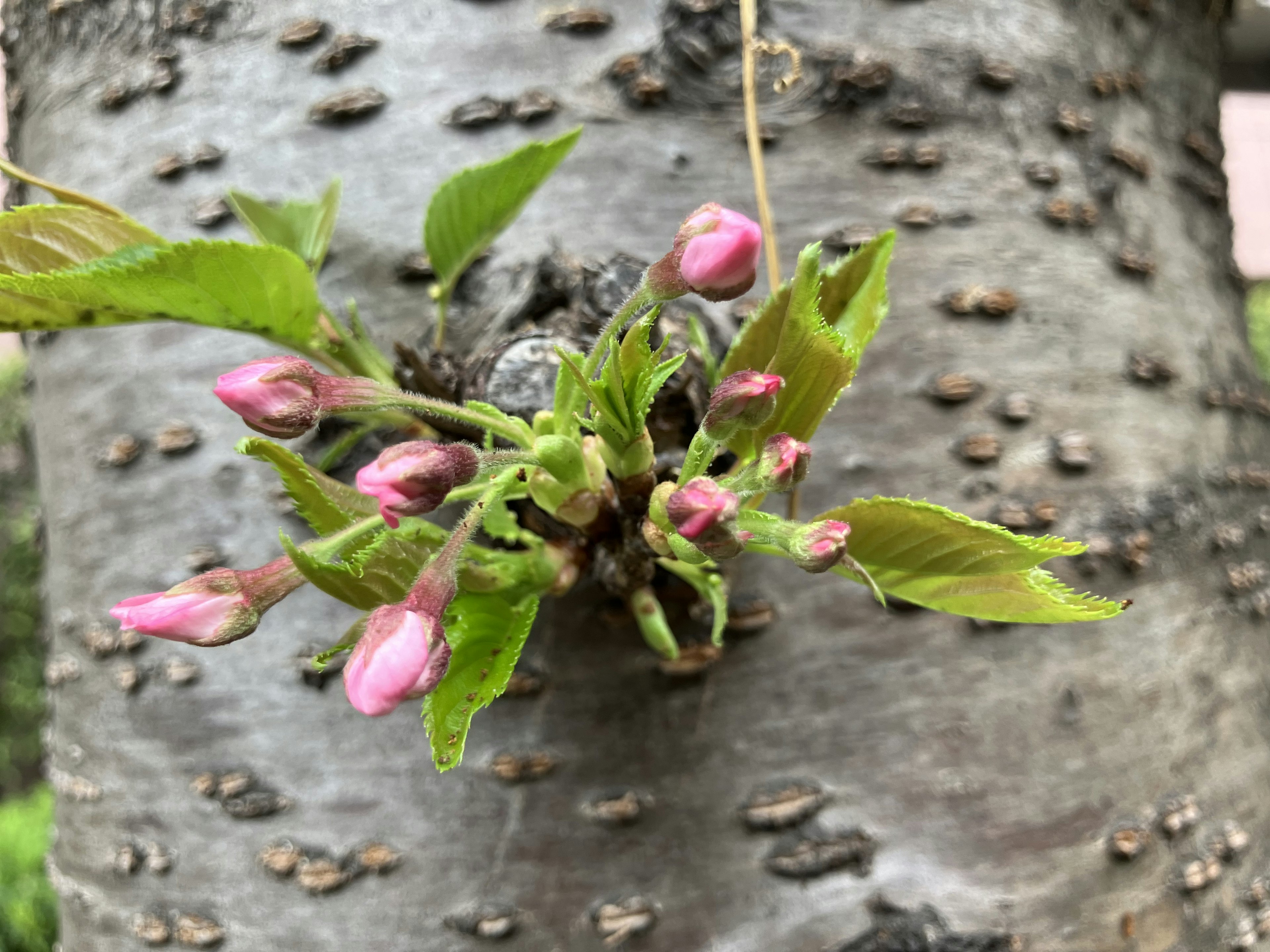 Buds de flores rosas y hojas verdes en un tronco de árbol