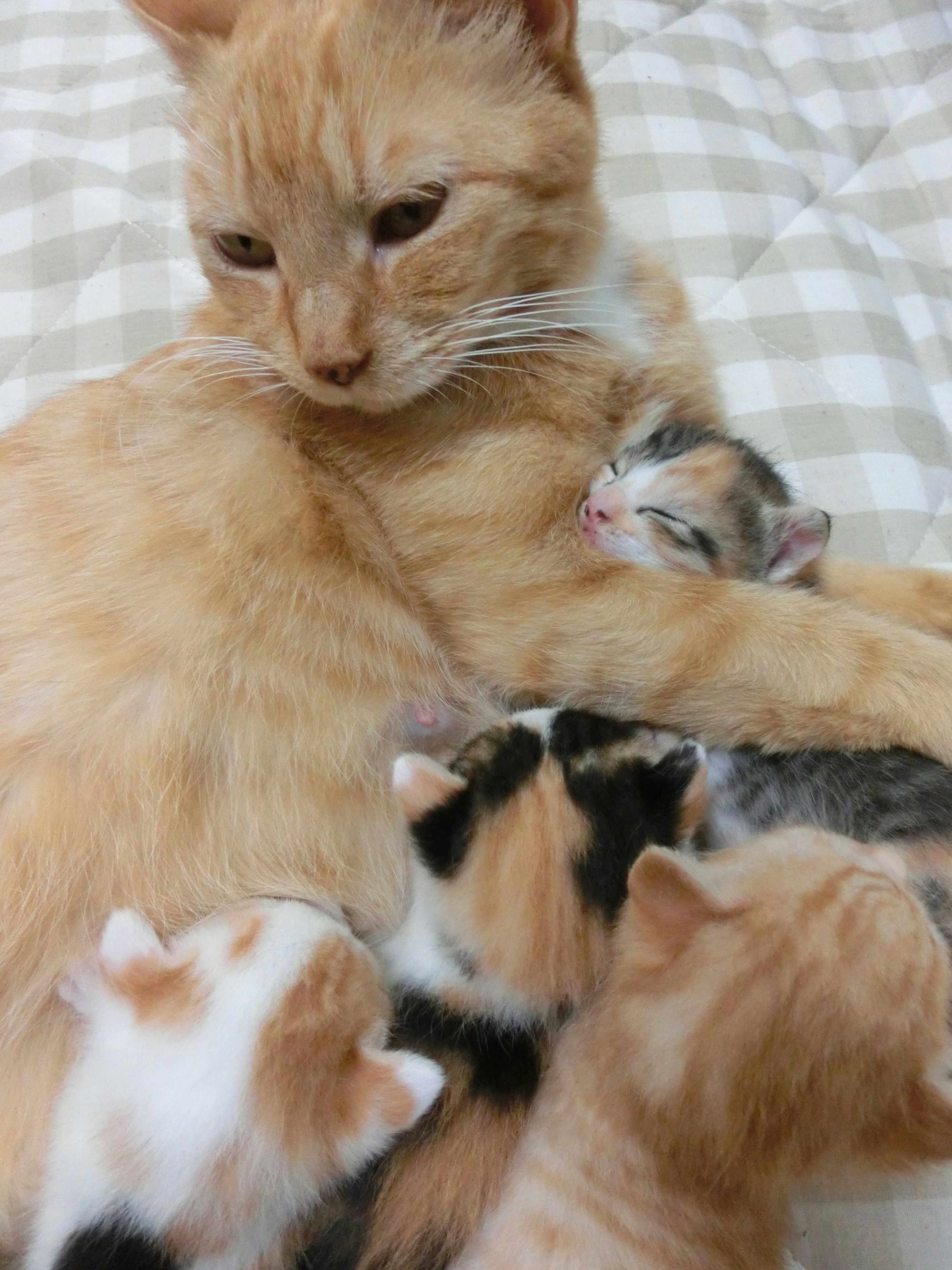 Un gato naranja con varios gatitos acurrucados juntos