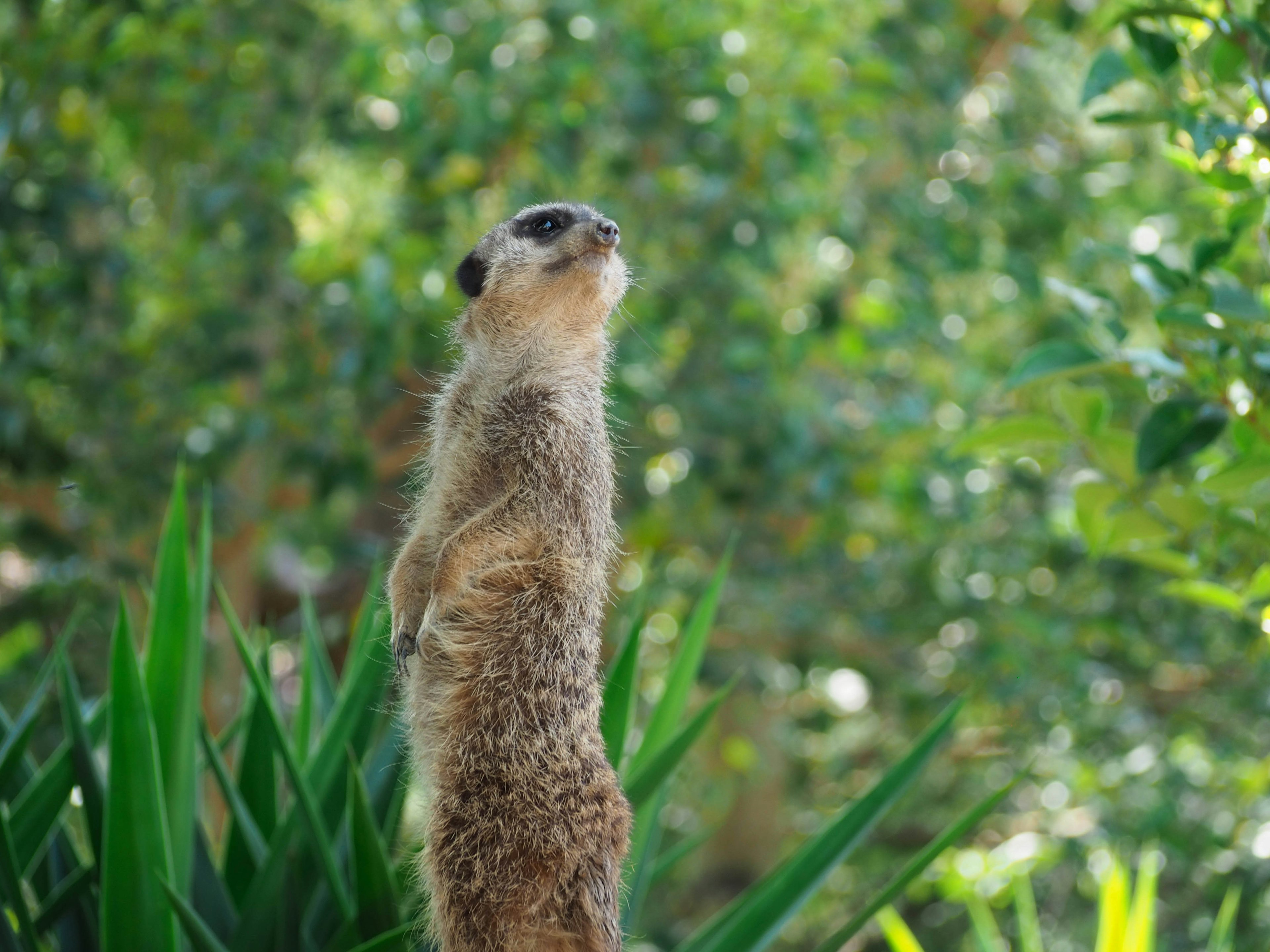 A meerkat standing upright looking around its surroundings