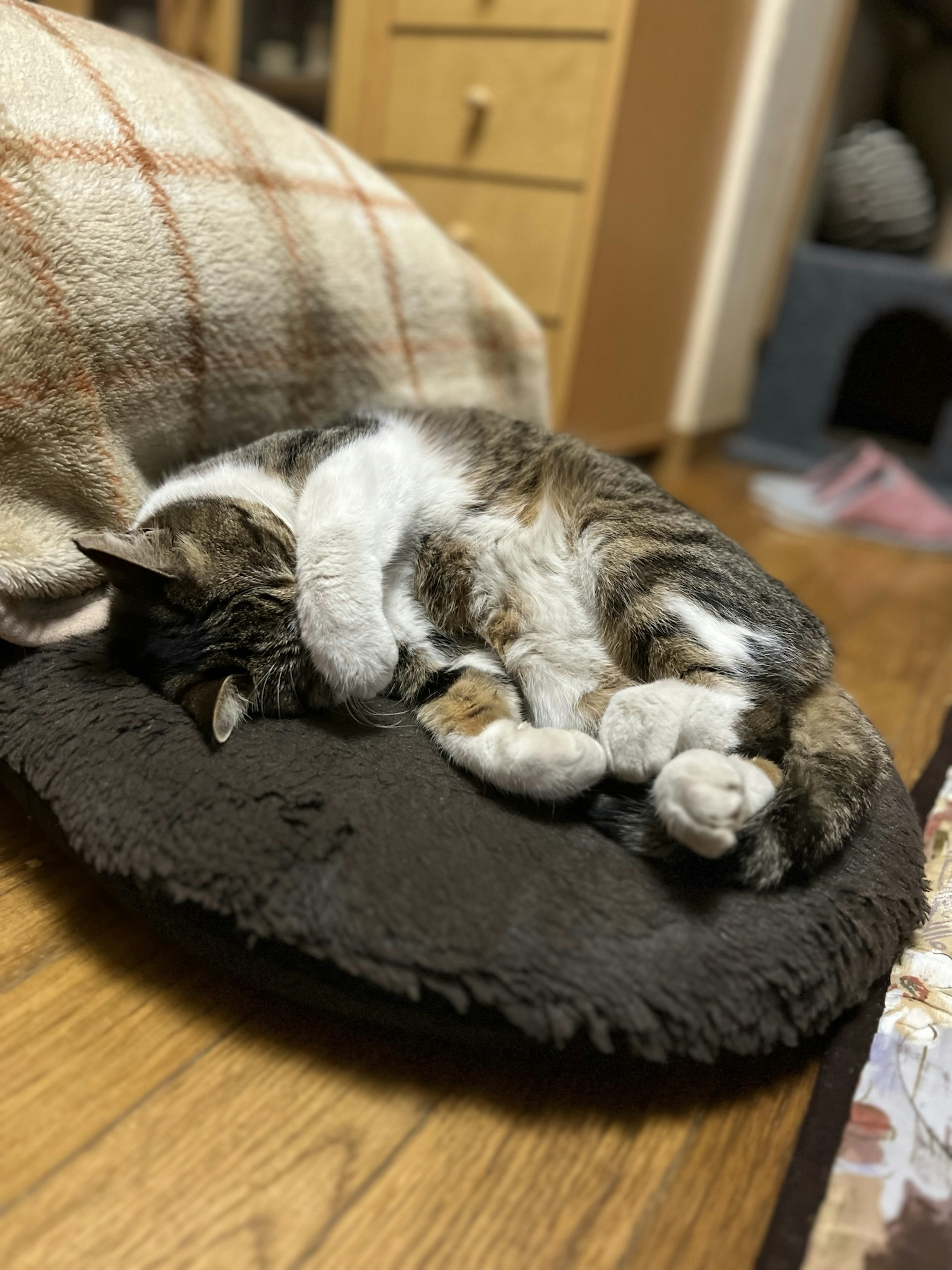 眠っている猫がクッションの上で丸くなっている