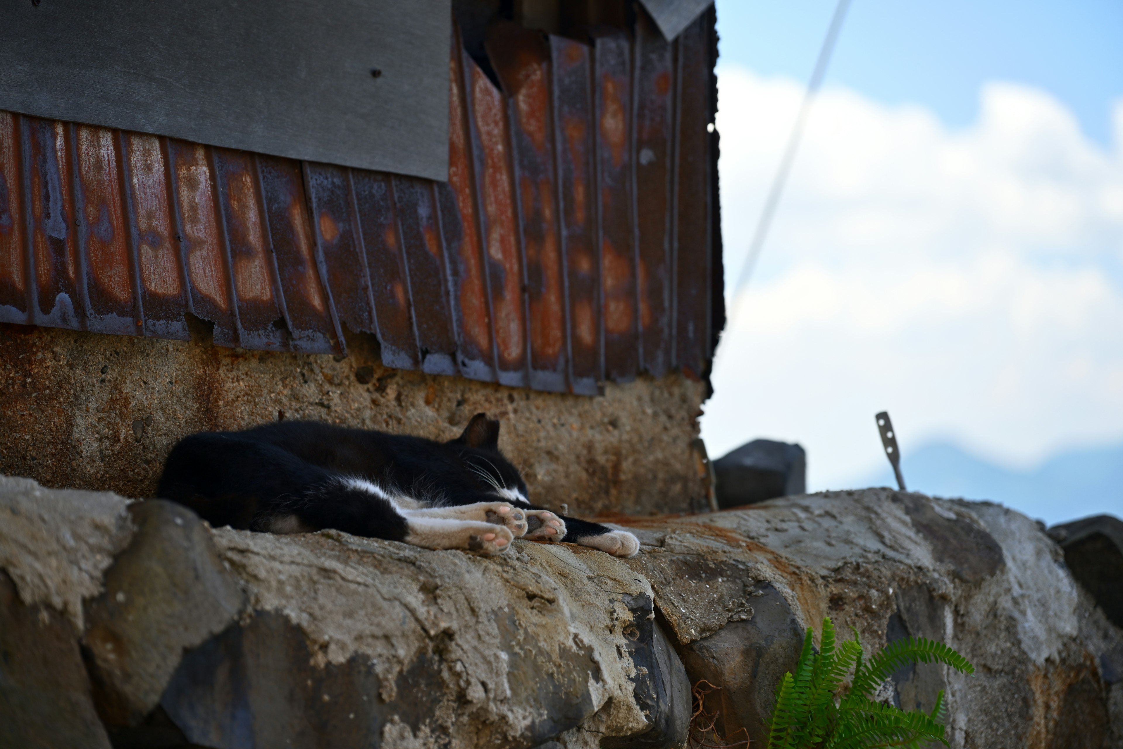 A black and white dog resting outside an old wooden house