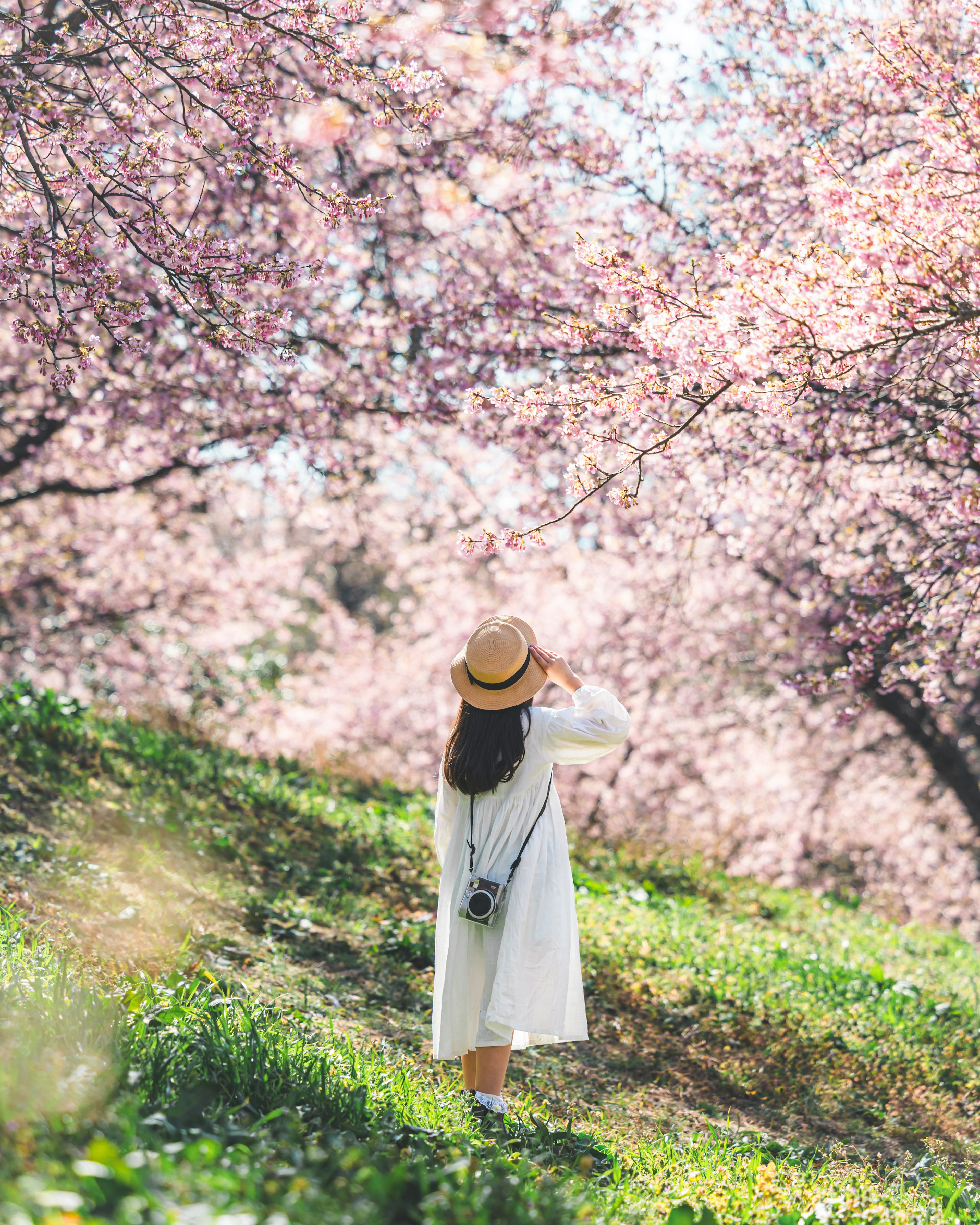 A woman in a white dress standing under blooming cherry blossom trees