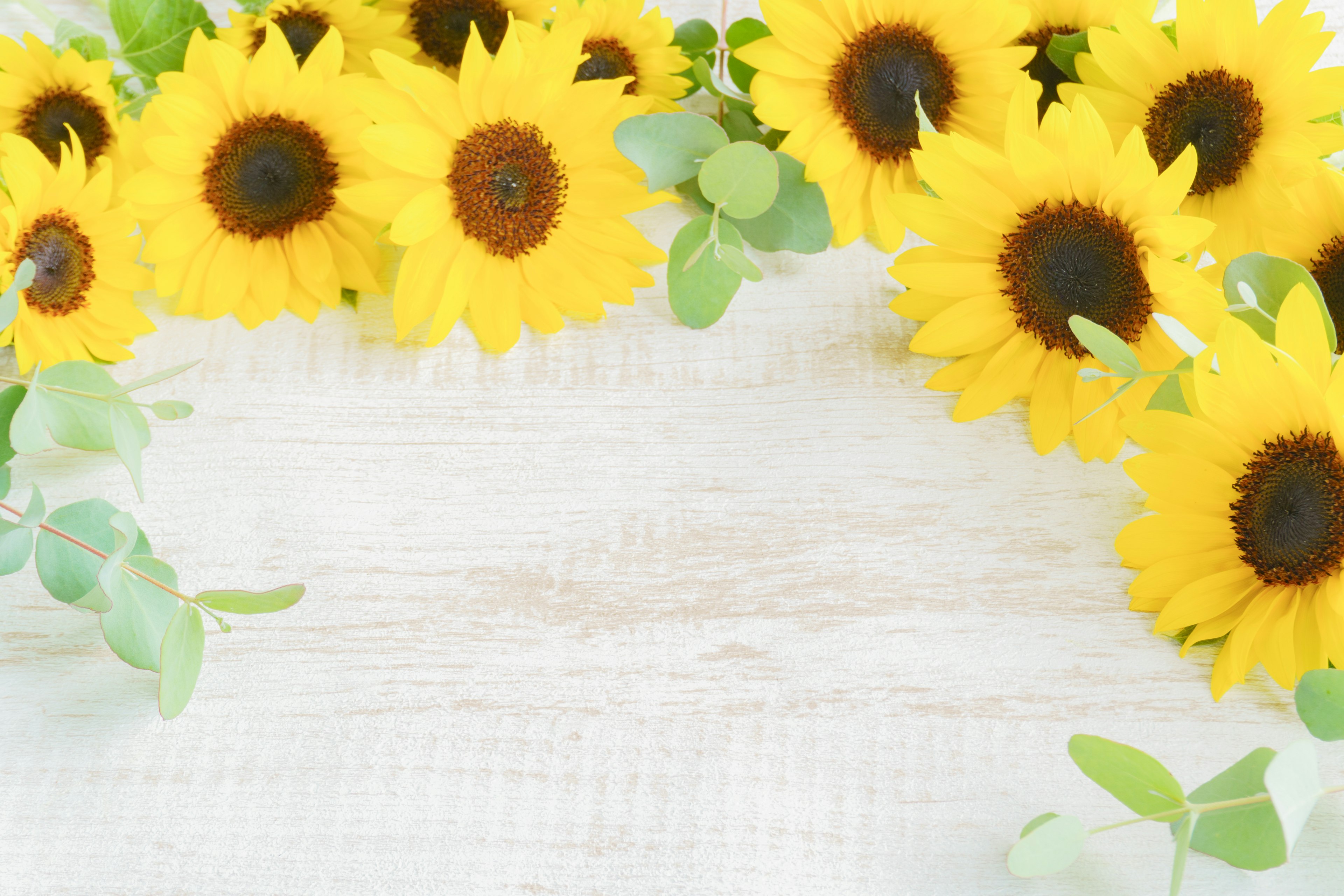 A frame of sunflowers and eucalyptus leaves arranged beautifully