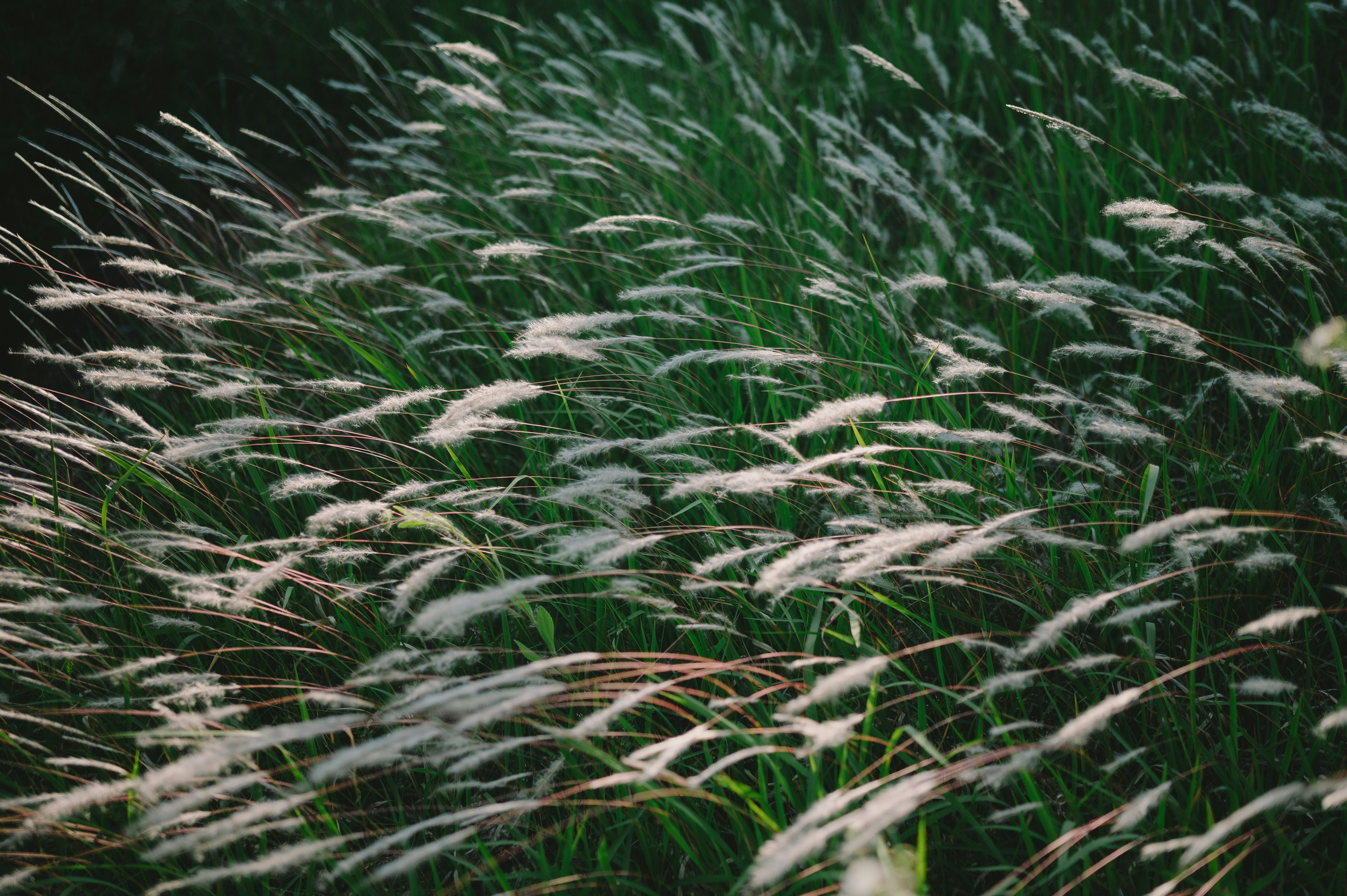 Épis d'herbe ondulant sur un fond vert