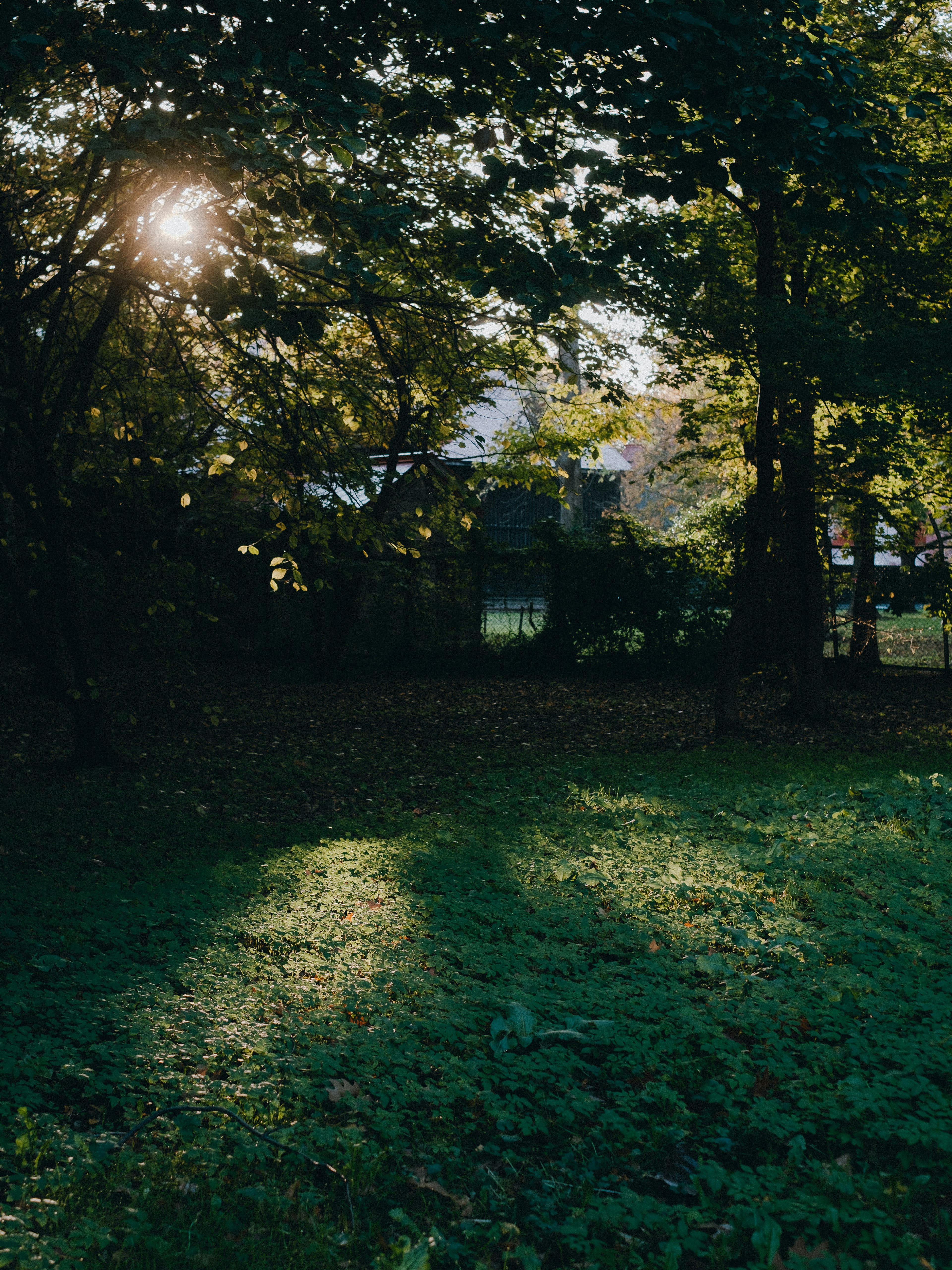 Sunlight filtering through trees in a lush green park