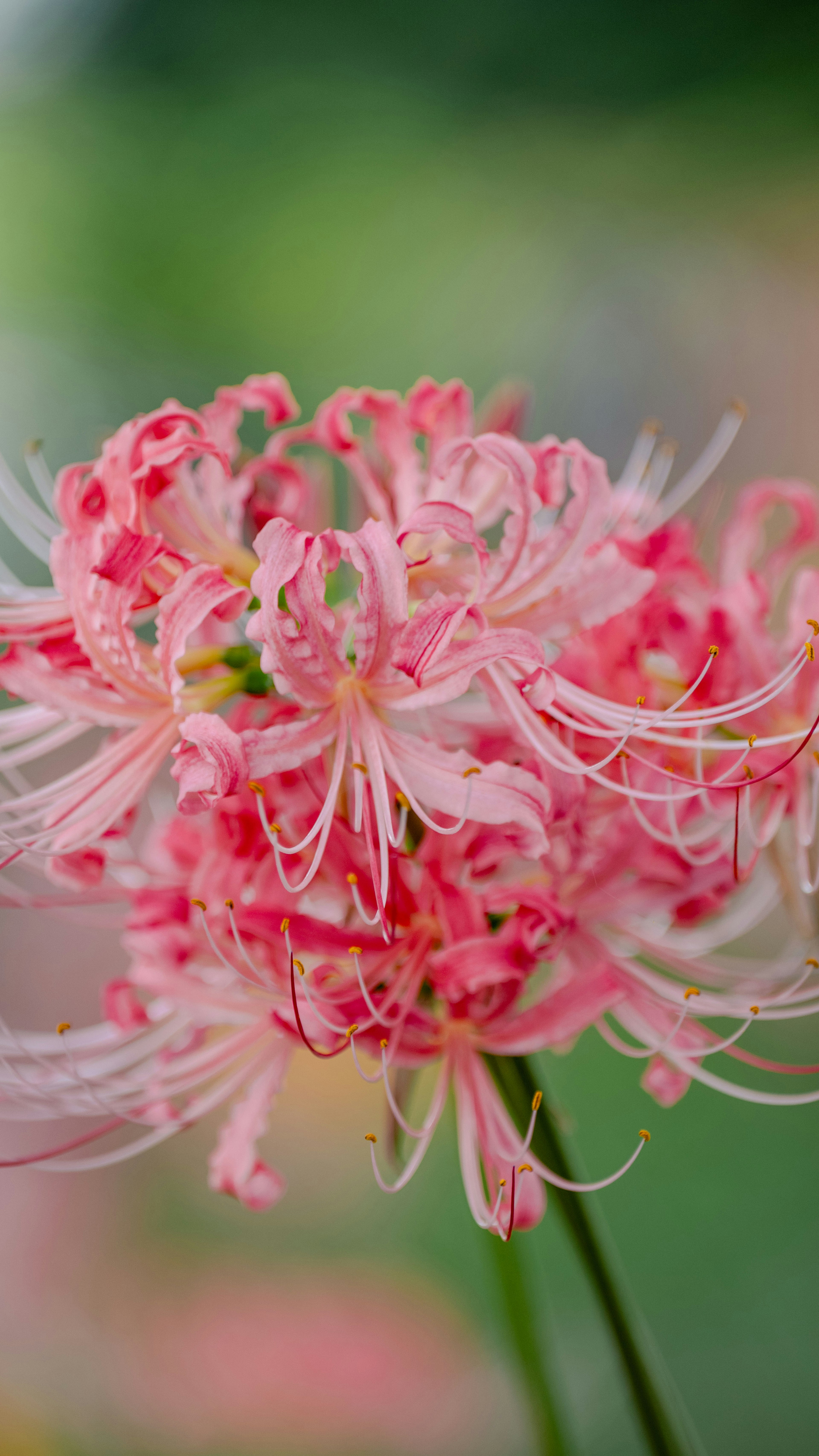 Fiori di giglio ragno rosa vivaci in fiore