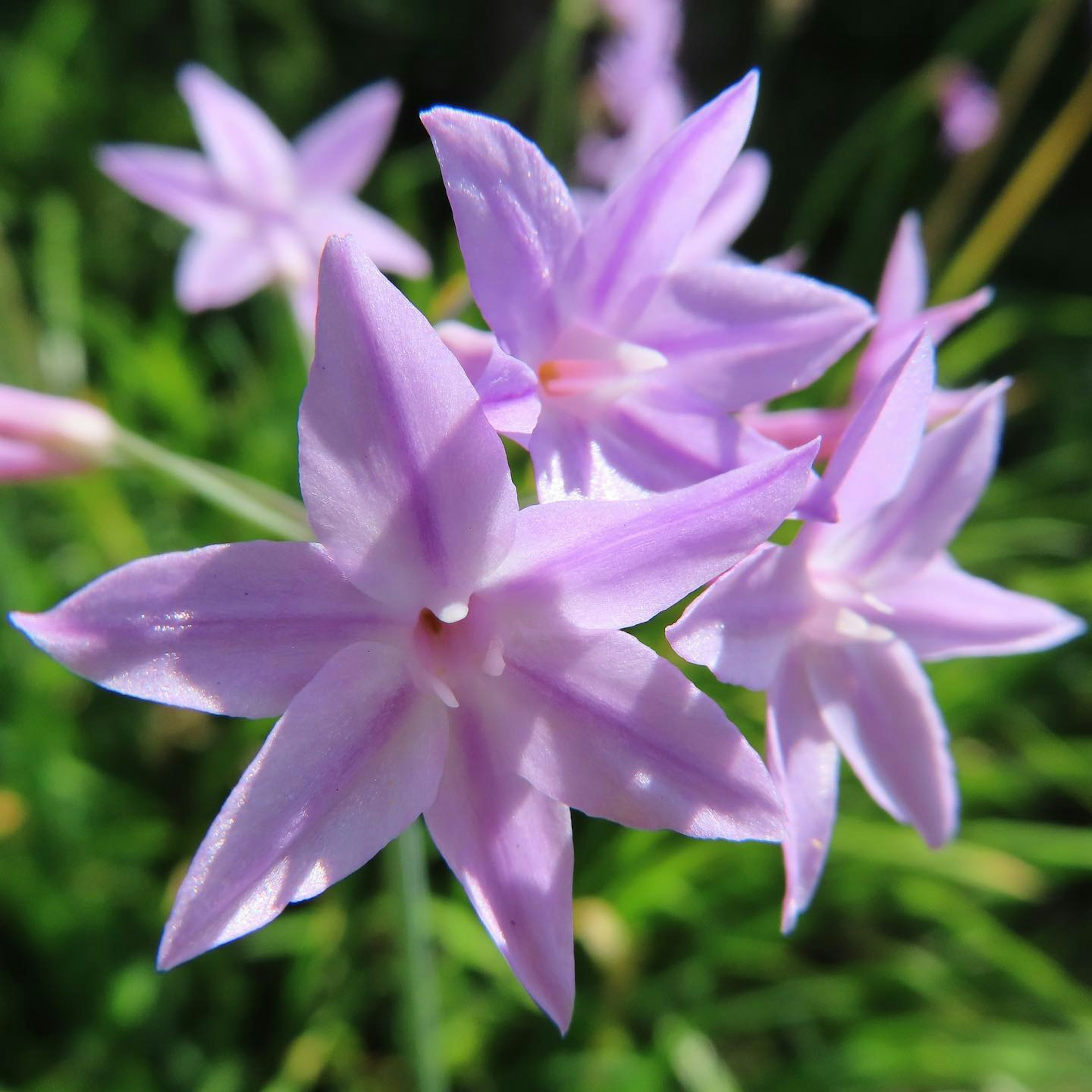 Immagine ravvicinata di fiori viola chiaro in fiore