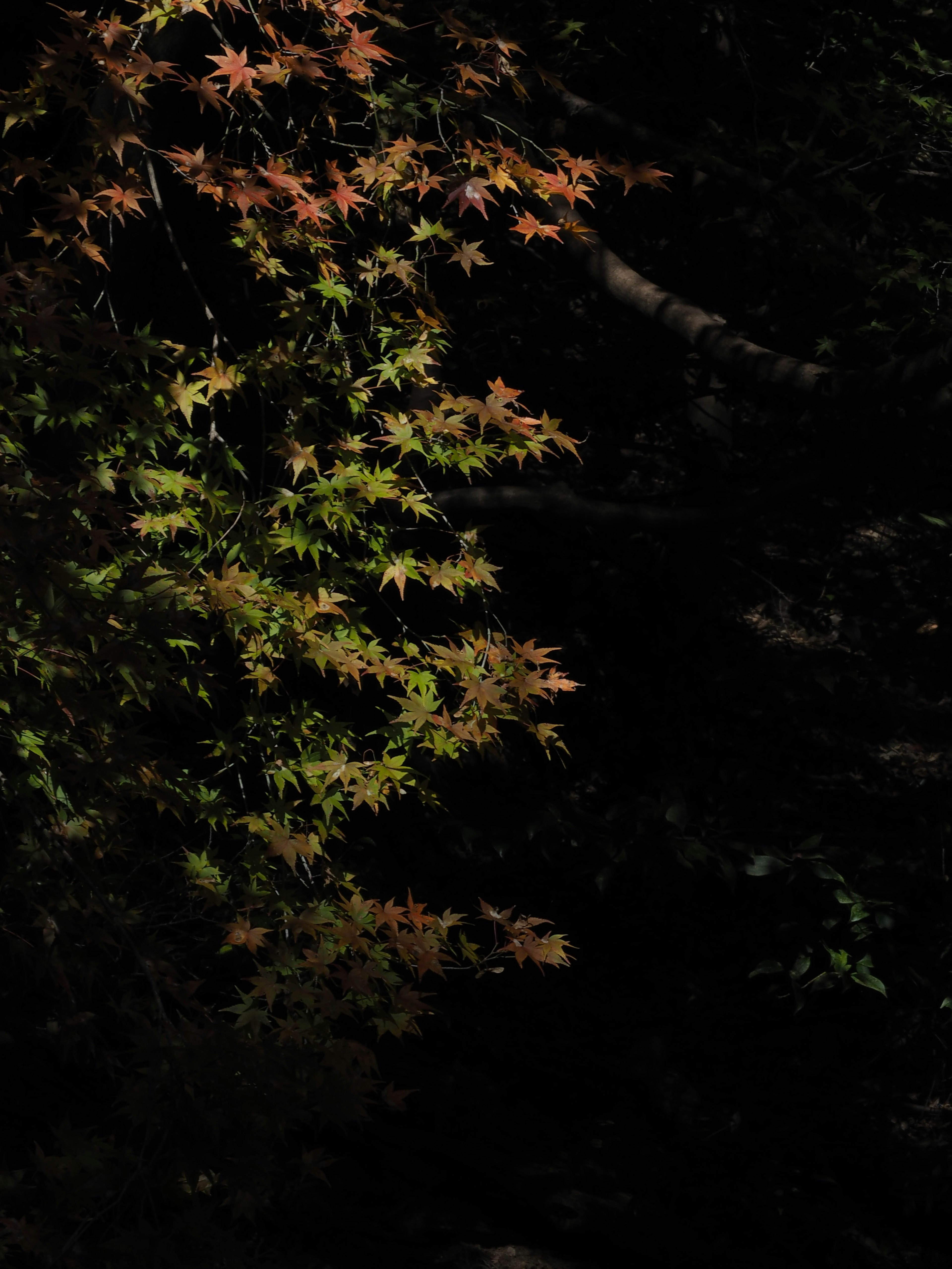 Colorful maple leaves against a dark background