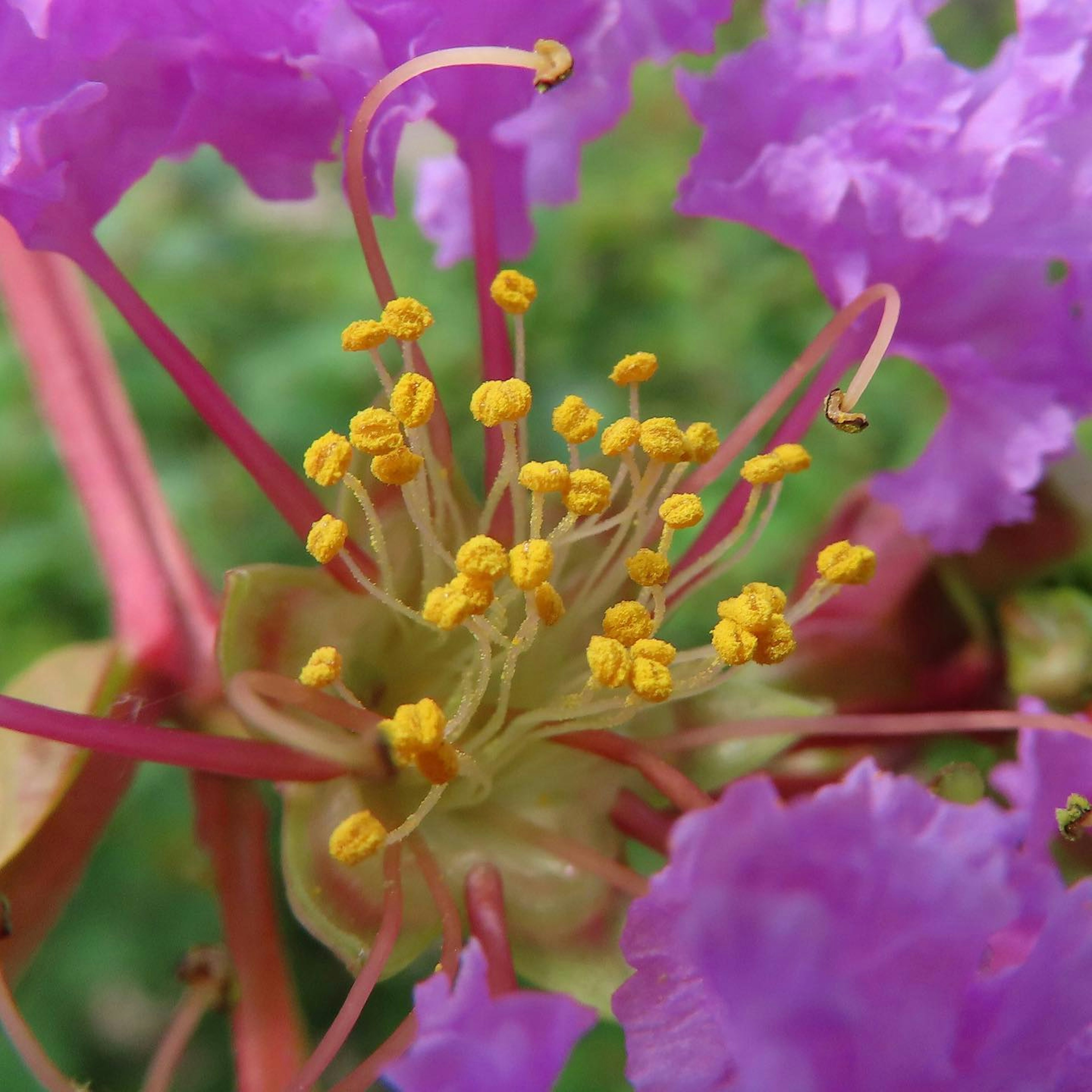 Primer plano de una flor con pétalos morados y estambres amarillos