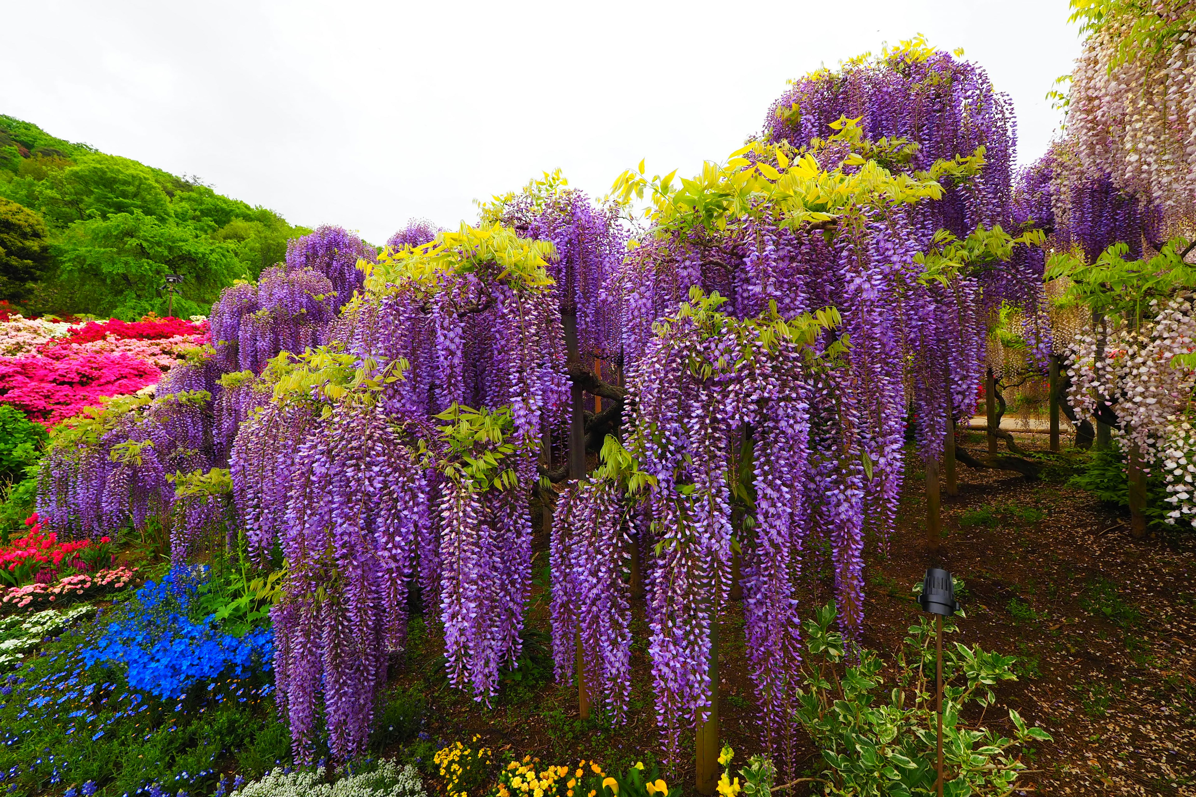 Lebendige Glyzinienblüten in voller Blüte in einem Garten