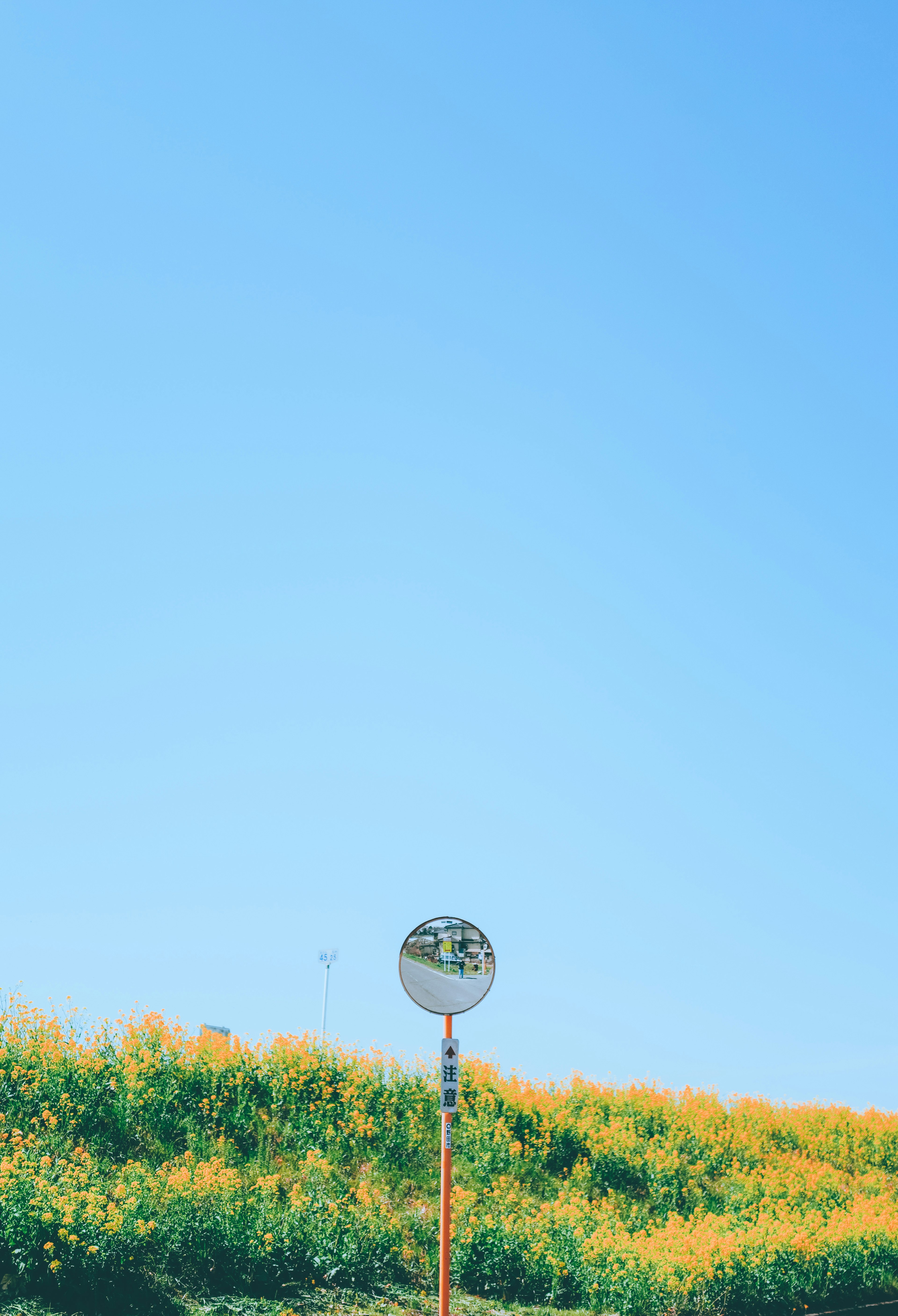 A landscape with a yellow flower field under a blue sky featuring a mirror