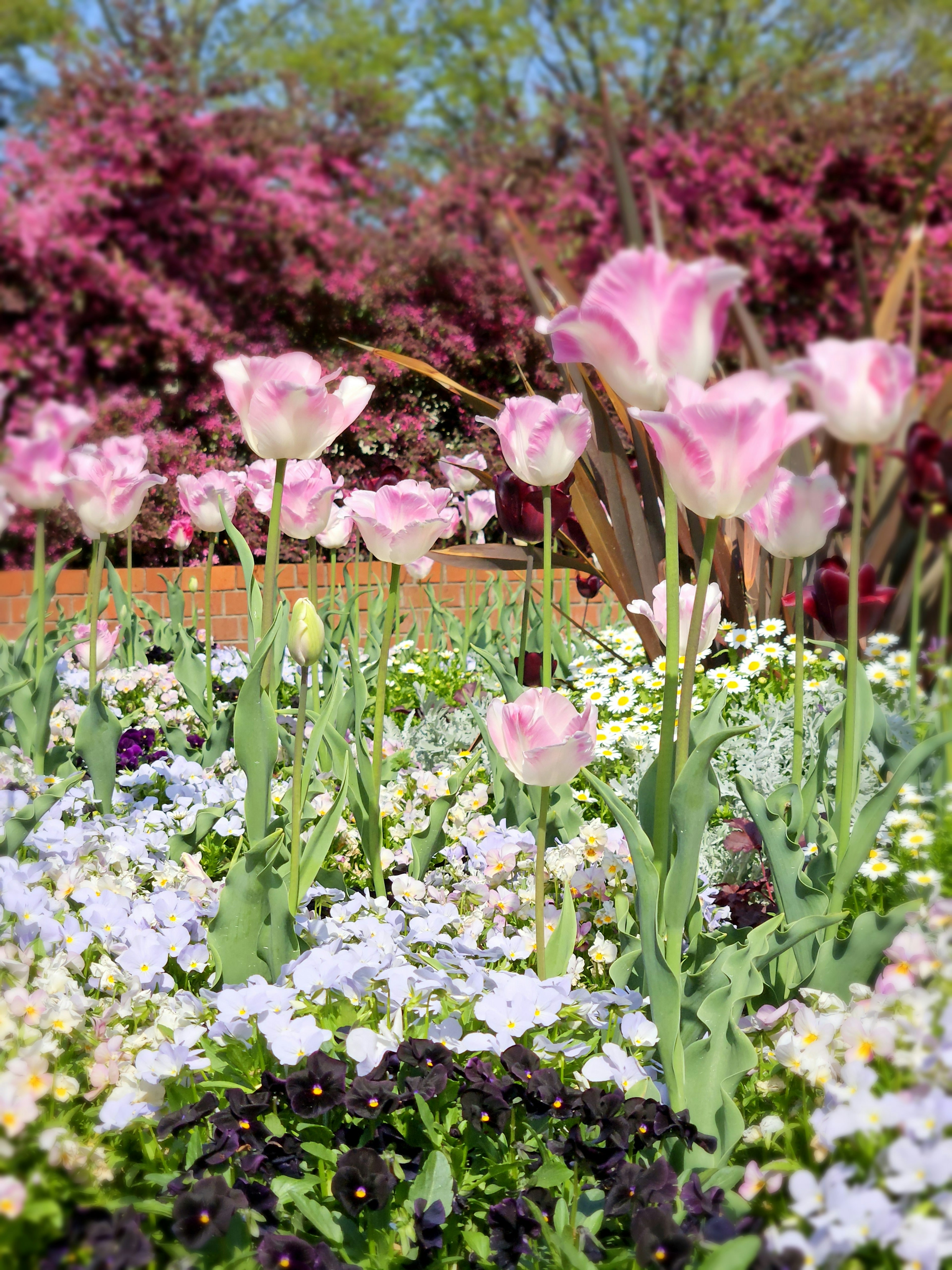 Pemandangan taman yang berwarna-warni dengan tulip merah muda yang mekar dan pansy putih di antara dedaunan subur