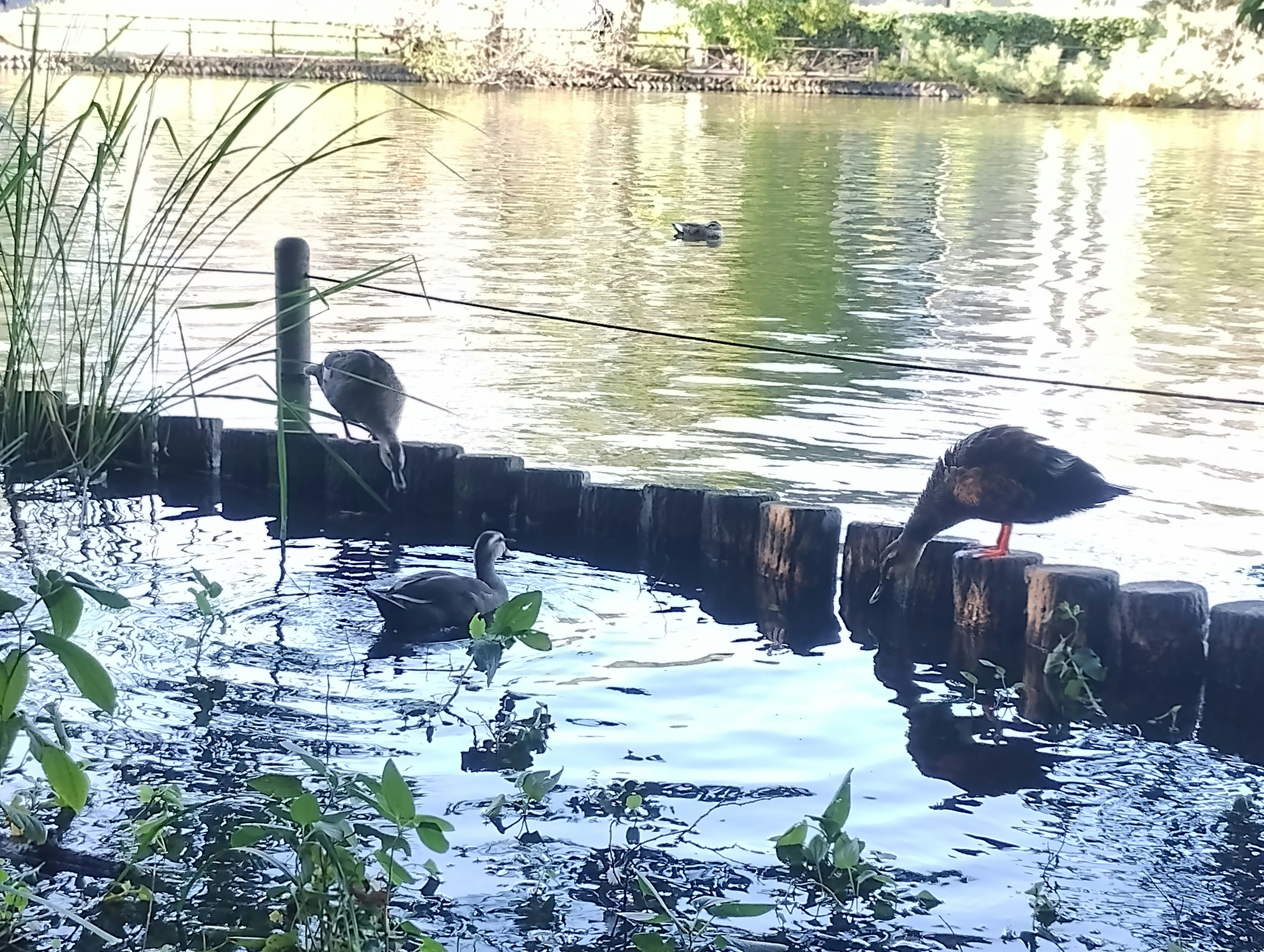 Enten in der Nähe eines Gewässers mit Pflanzen