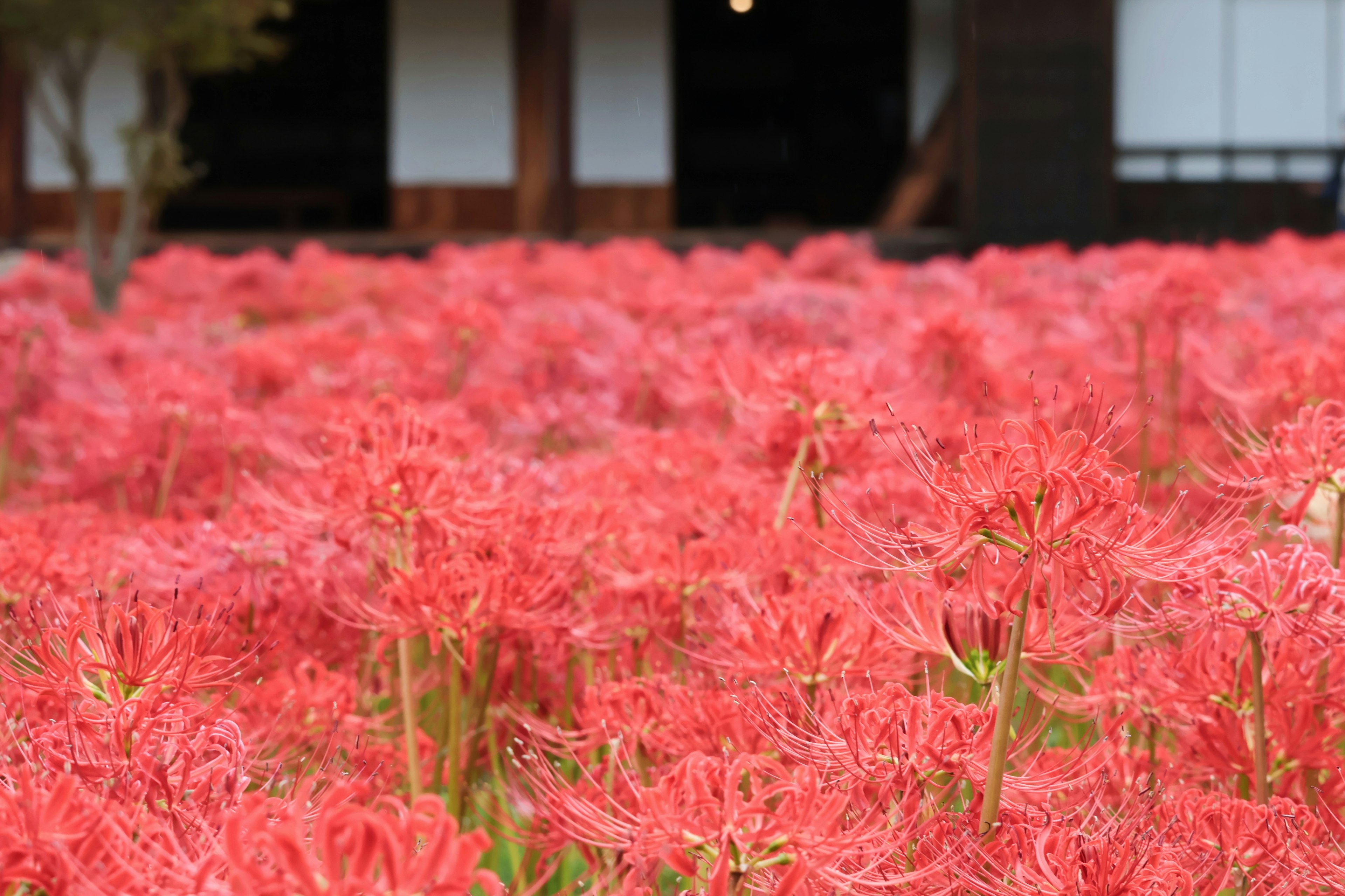 ทุ่งลิลลี่สีแดงสดใสโดยมีอาคารแบบดั้งเดิมอยู่ด้านหลัง