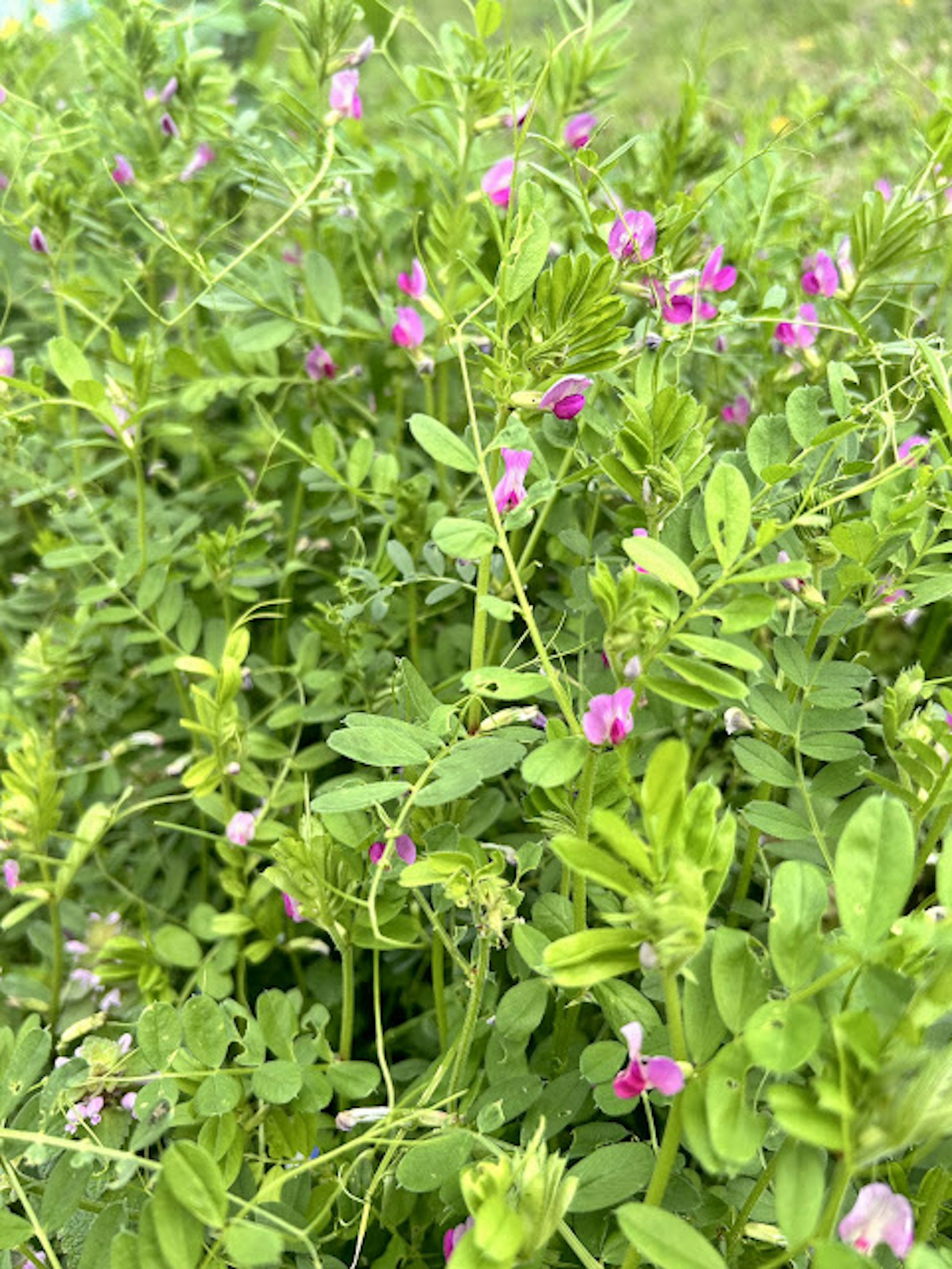 A dense cluster of green leaves with small purple flowers