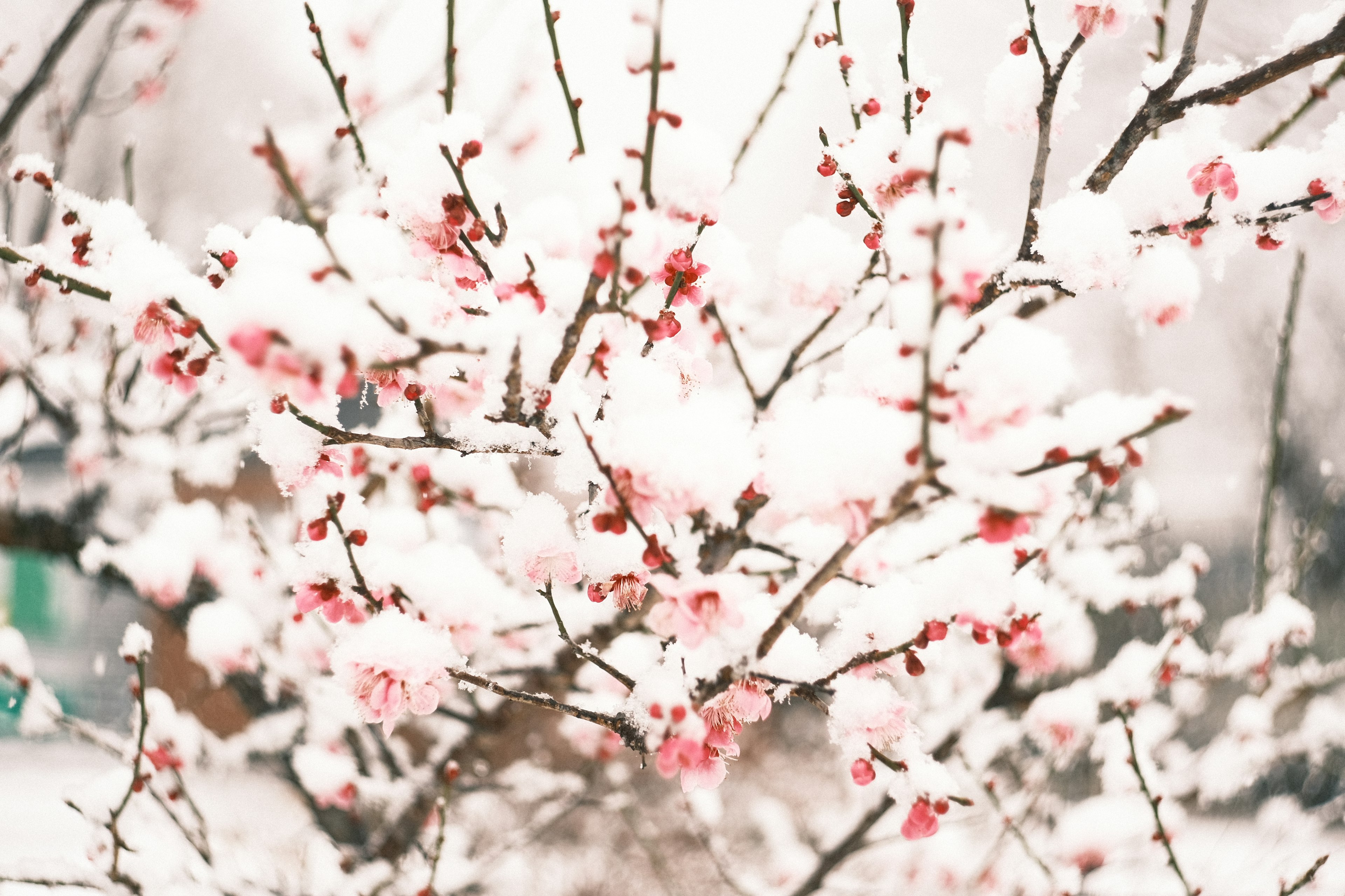 雪に覆われた桜の花が咲いている枝