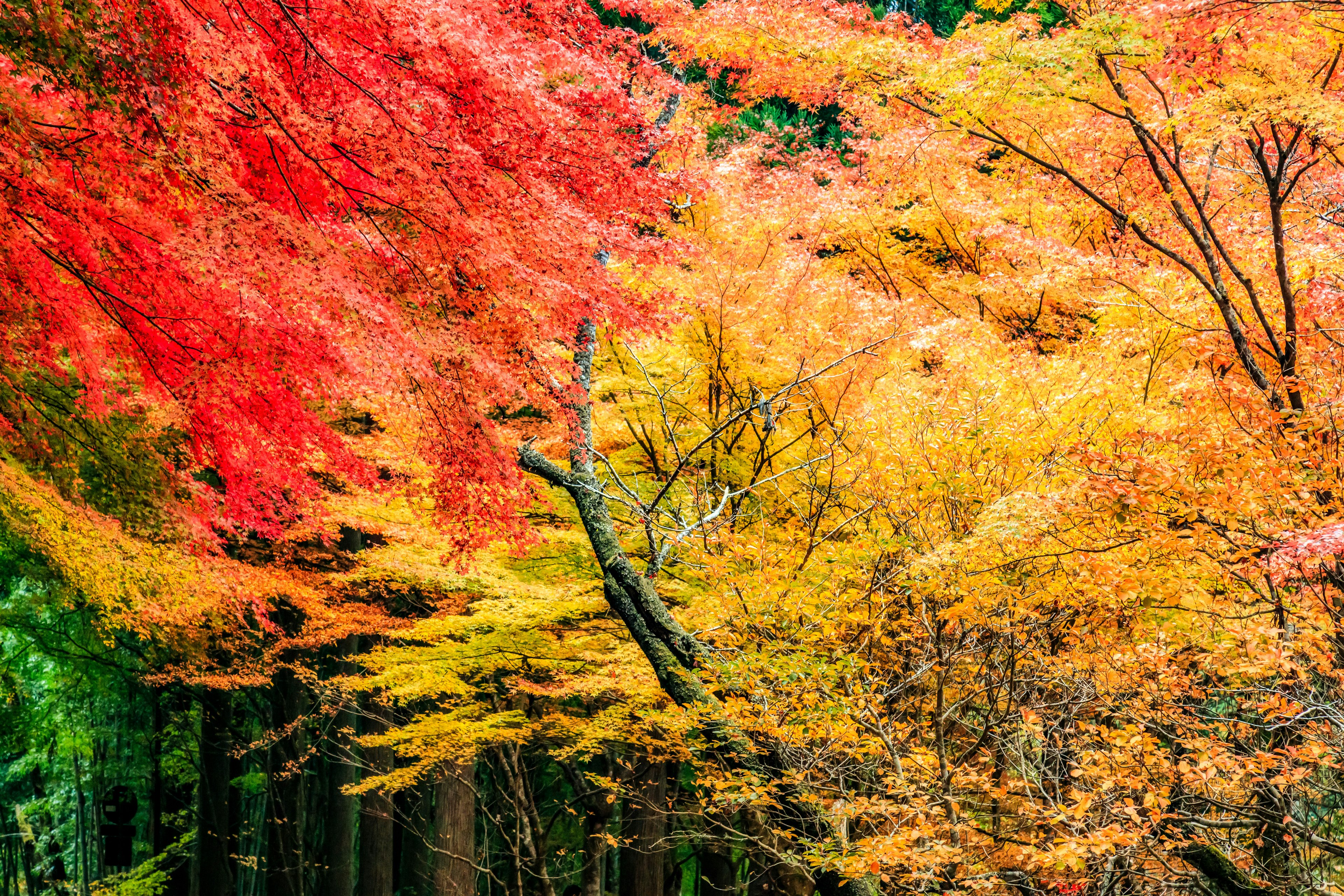 Bellissimo scenario di foglie autunnali foglie rosse e gialle vibranti che mostrano vari colori