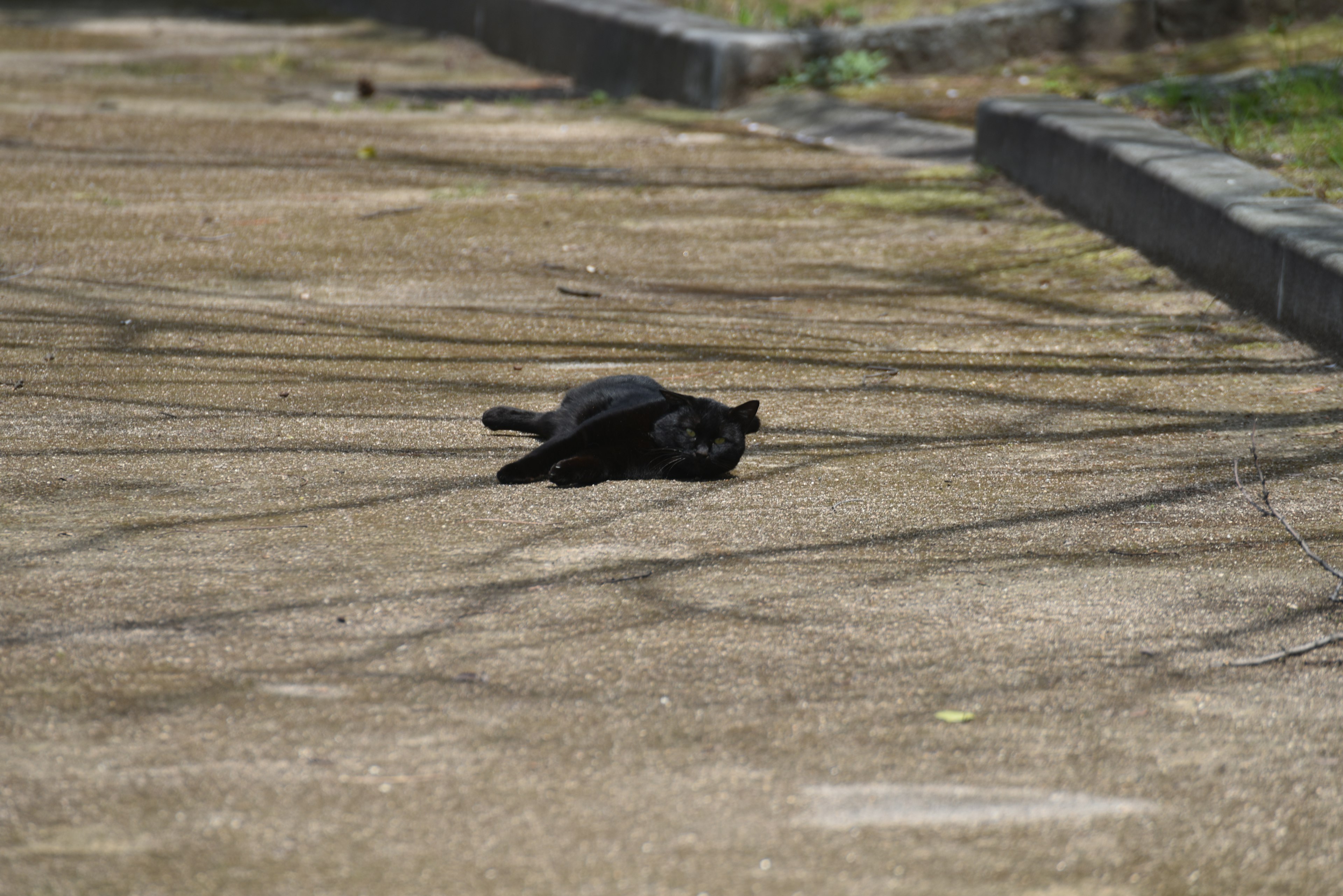 A black cat lying on asphalt with shadows around