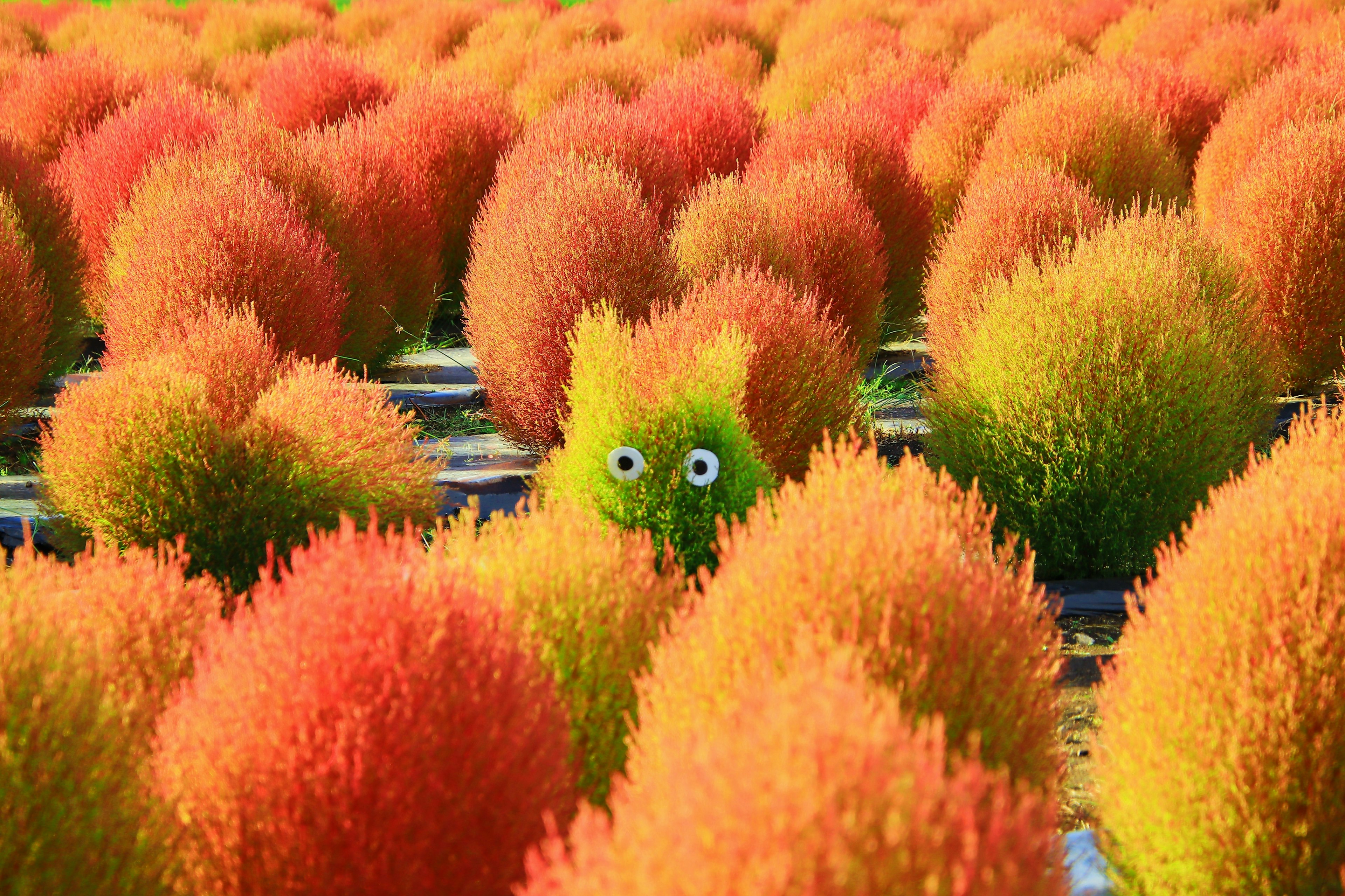 Un campo colorido de plantas redondas con un personaje de ojos verdes asomándose